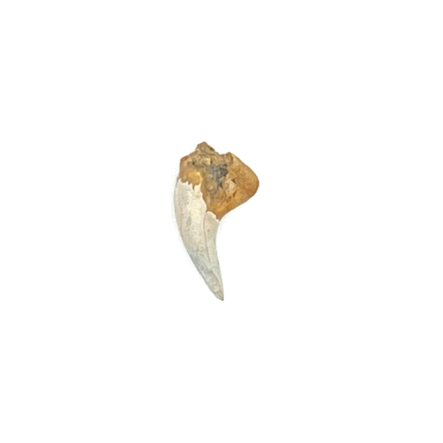 .61" Shark Tooth Fossil