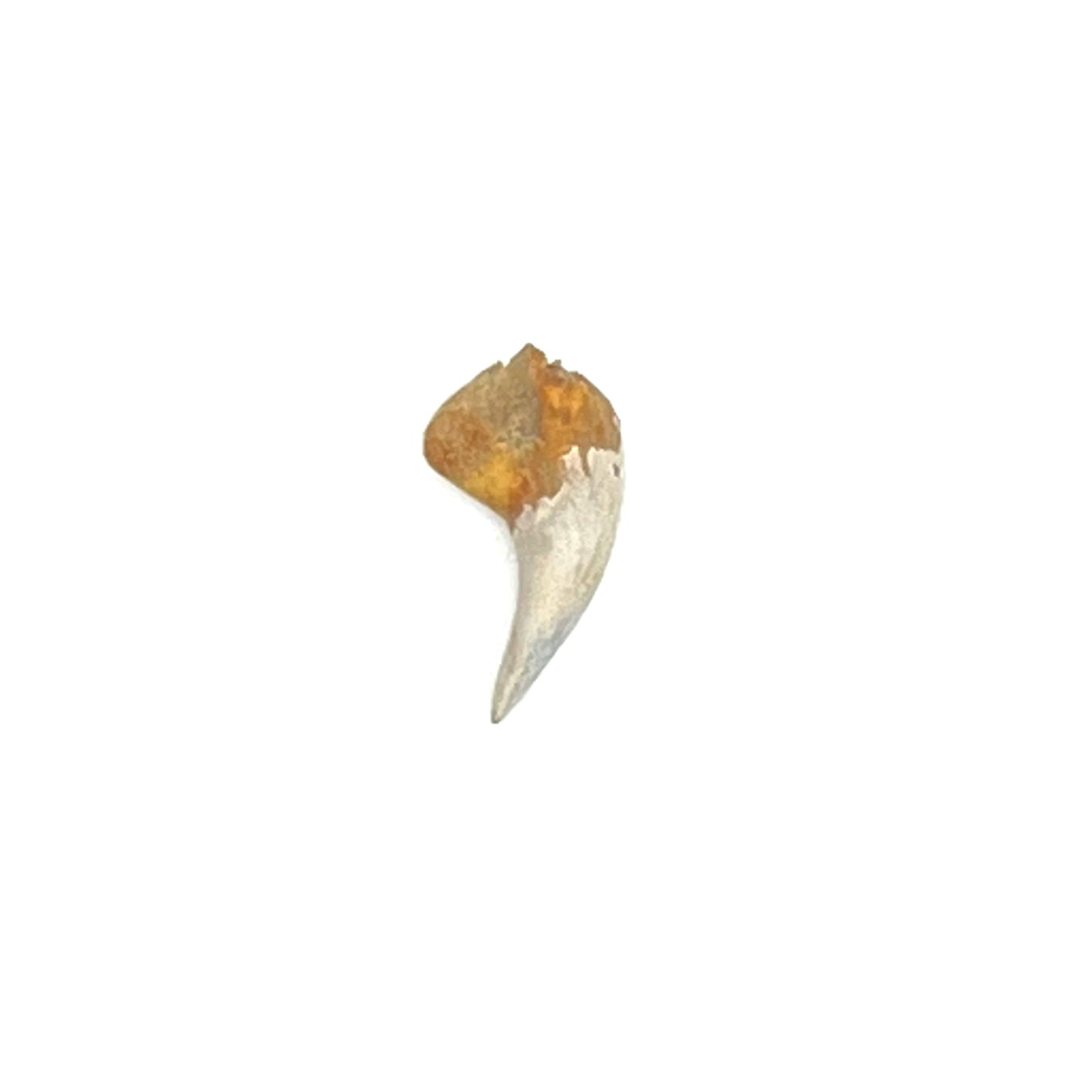 .61" Shark Tooth Fossil