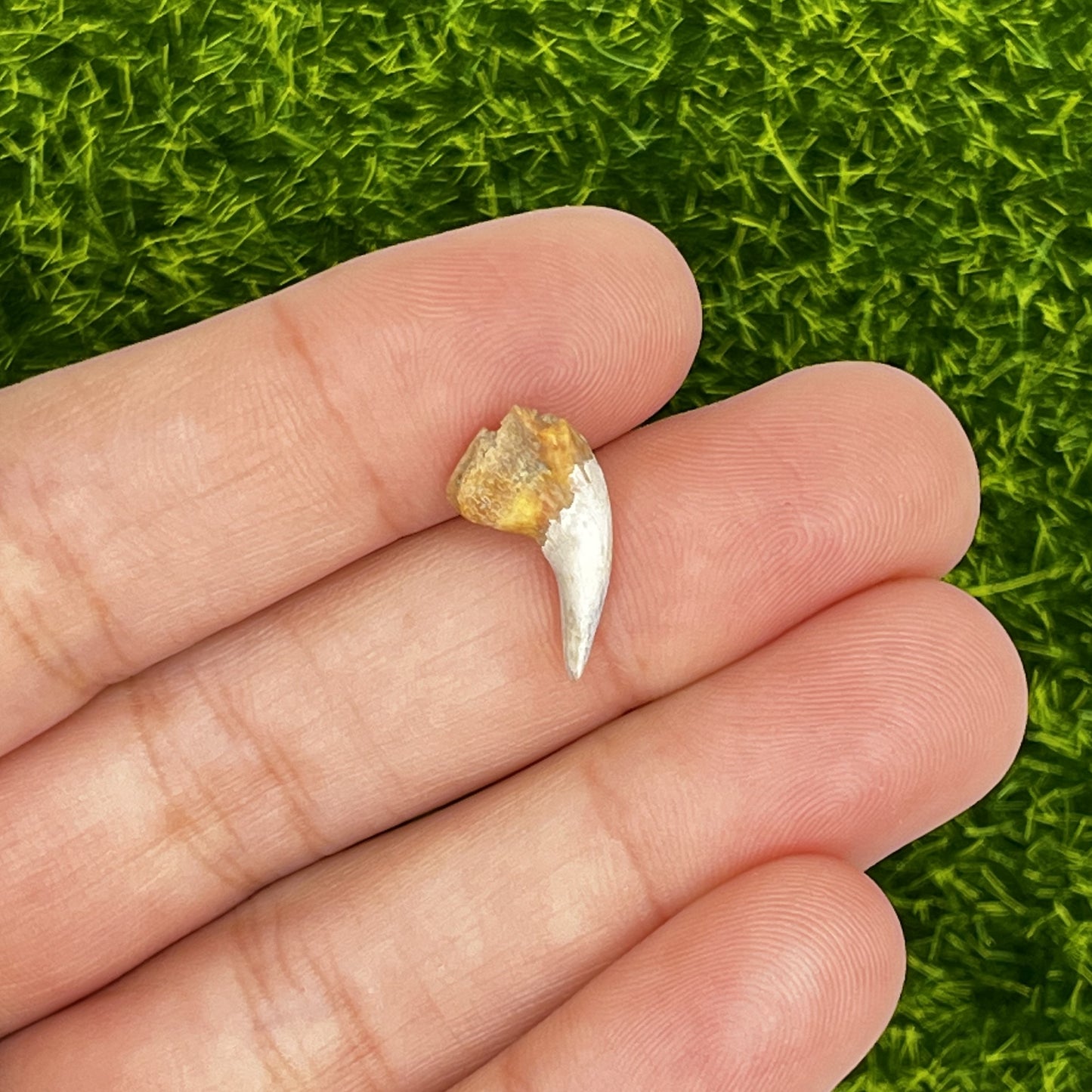 .61" Shark Tooth Fossil