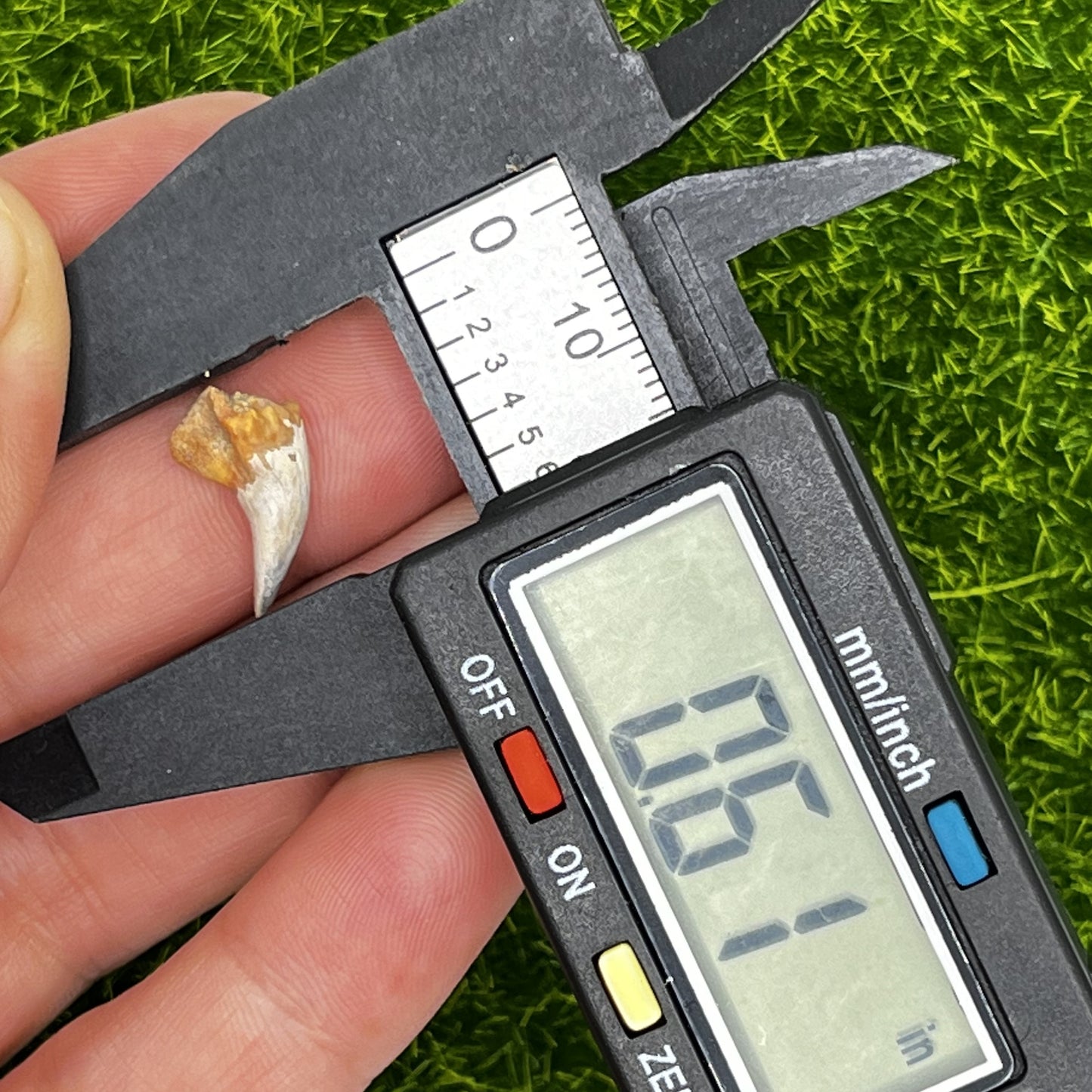 .61" Shark Tooth Fossil