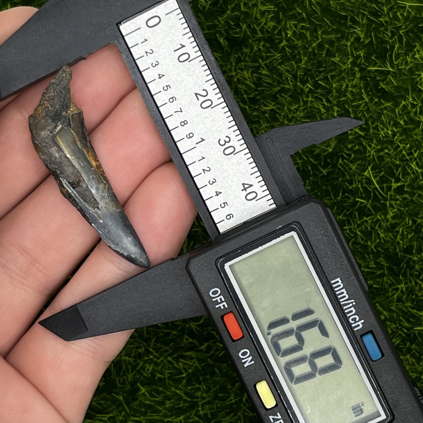 1.68" Shark Tooth Fossil