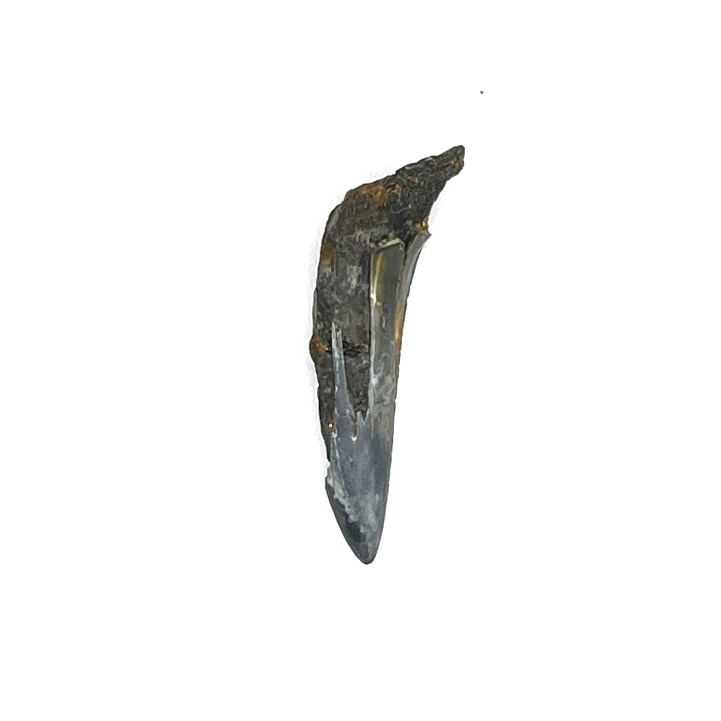 1.68" Shark Tooth Fossil
