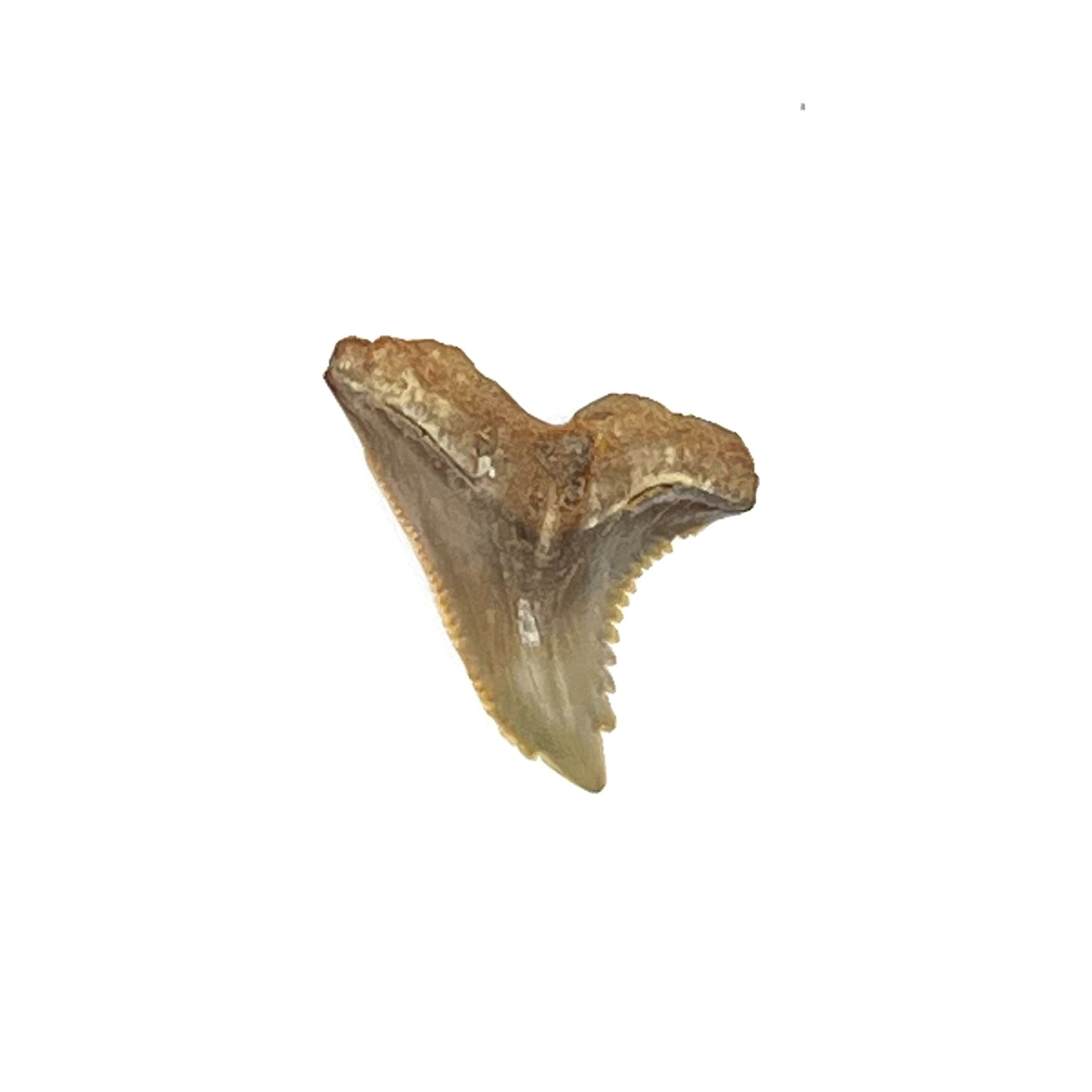1.05" Hemipristis Shark Tooth Fossil