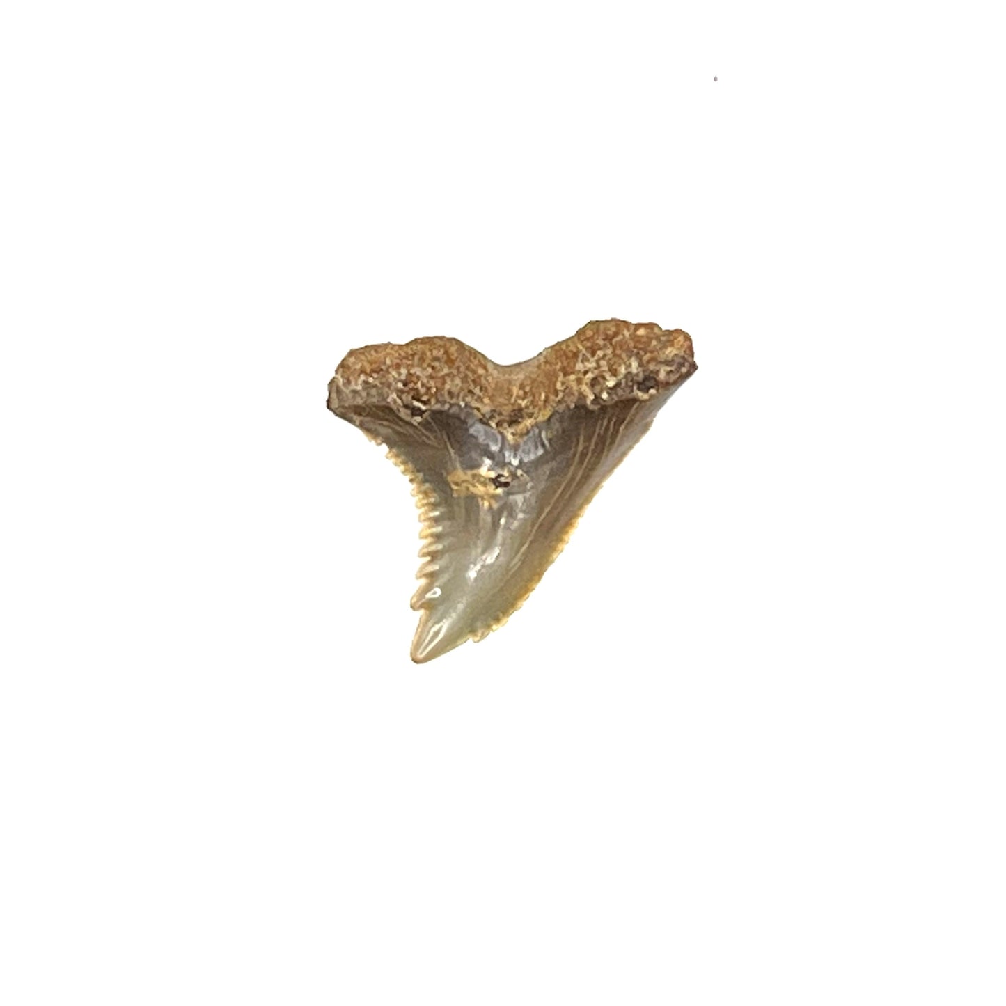 1.05" Hemipristis Shark Tooth Fossil