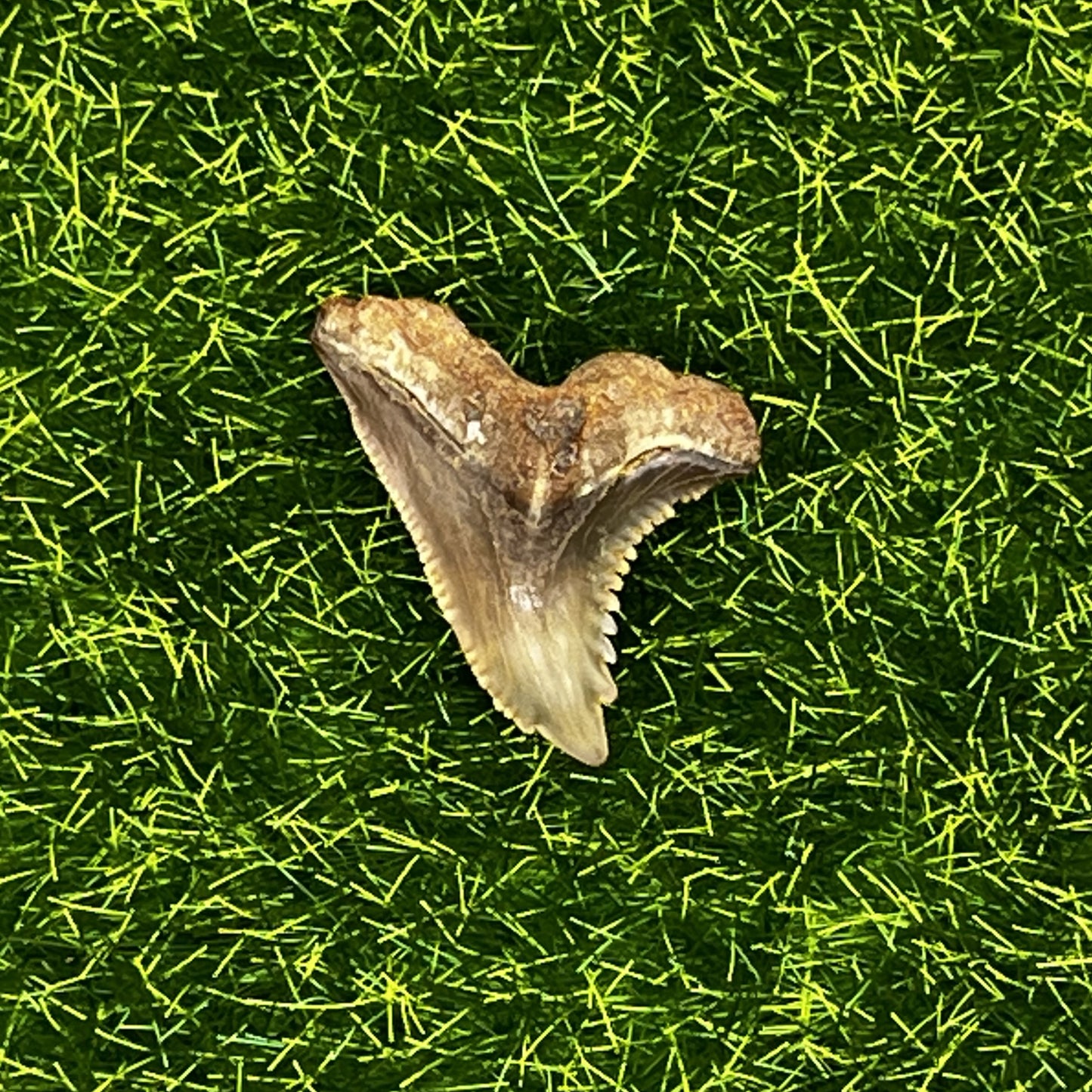 1.05" Hemipristis Shark Tooth Fossil
