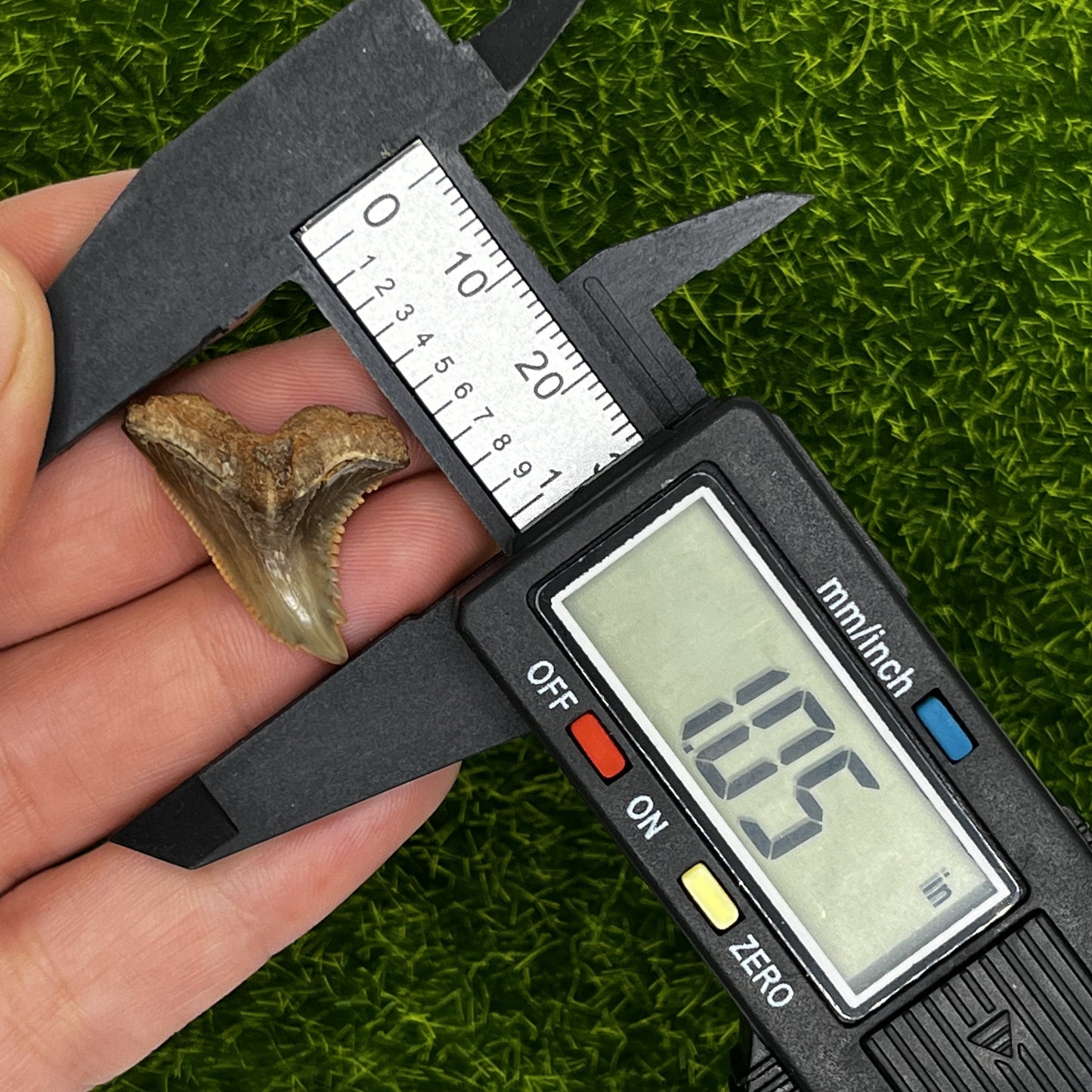 1.05" Hemipristis Shark Tooth Fossil