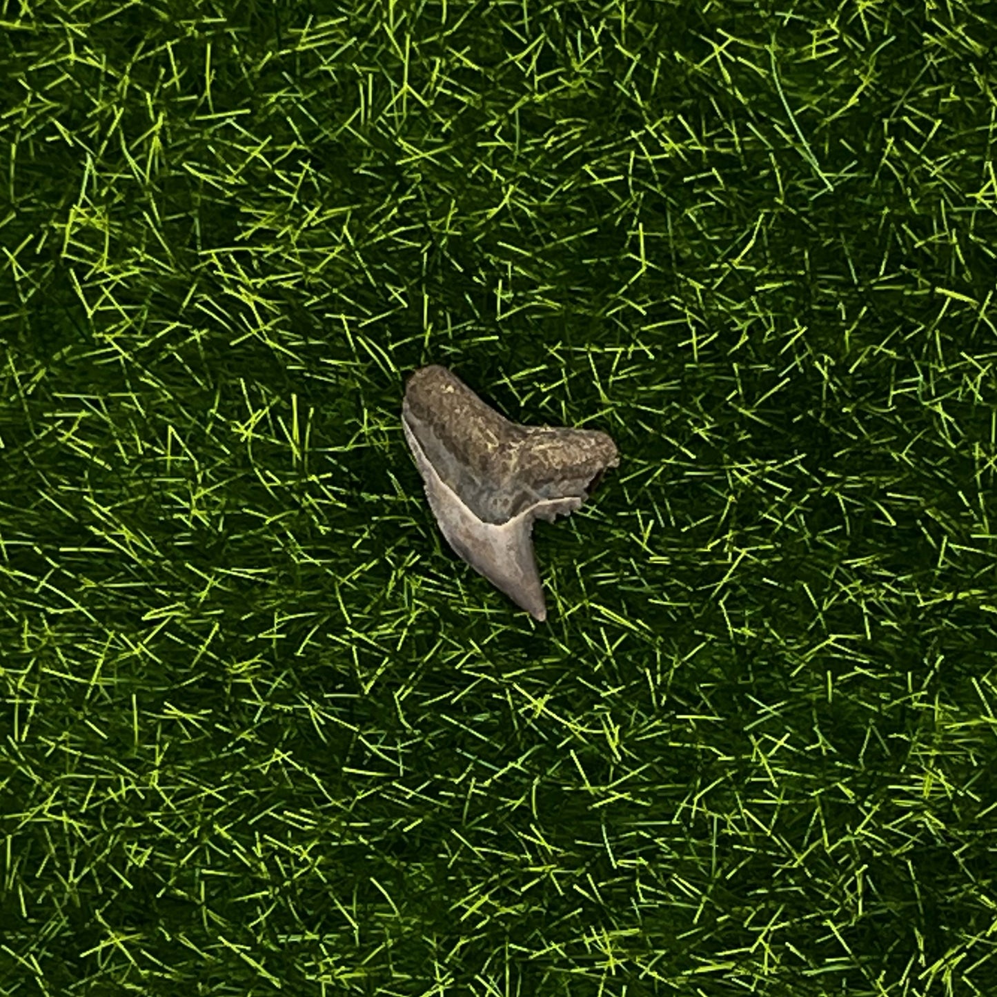 .67" Extinct Galeocerdo Tiger Shark Tooth Fossil