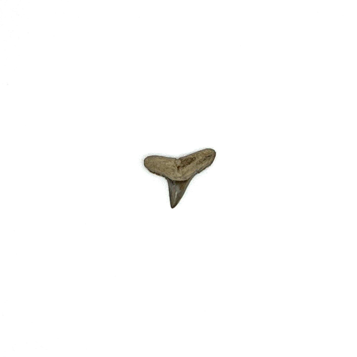 .51" Negaprion Lemon Shark Tooth Fossil