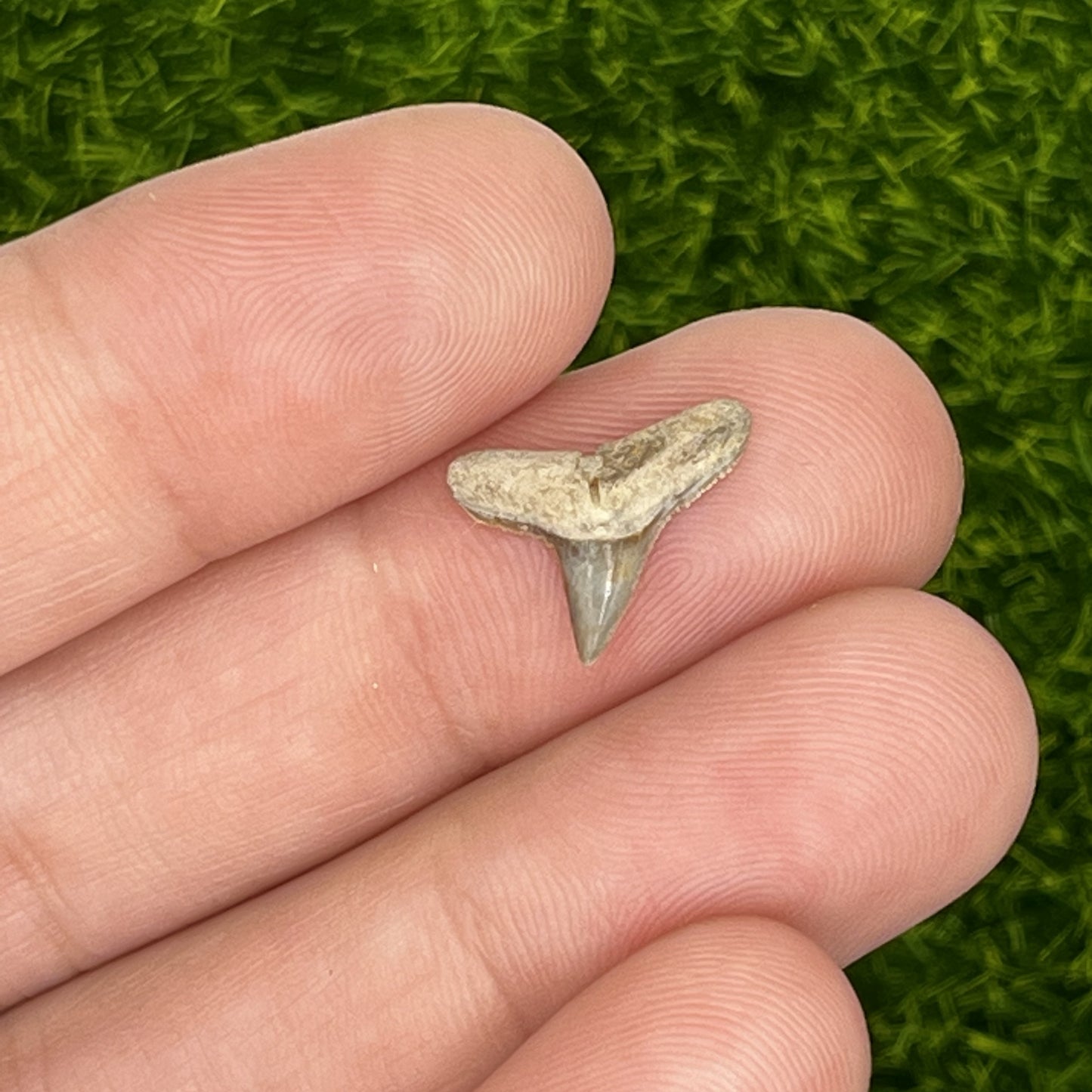 .51" Negaprion Lemon Shark Tooth Fossil
