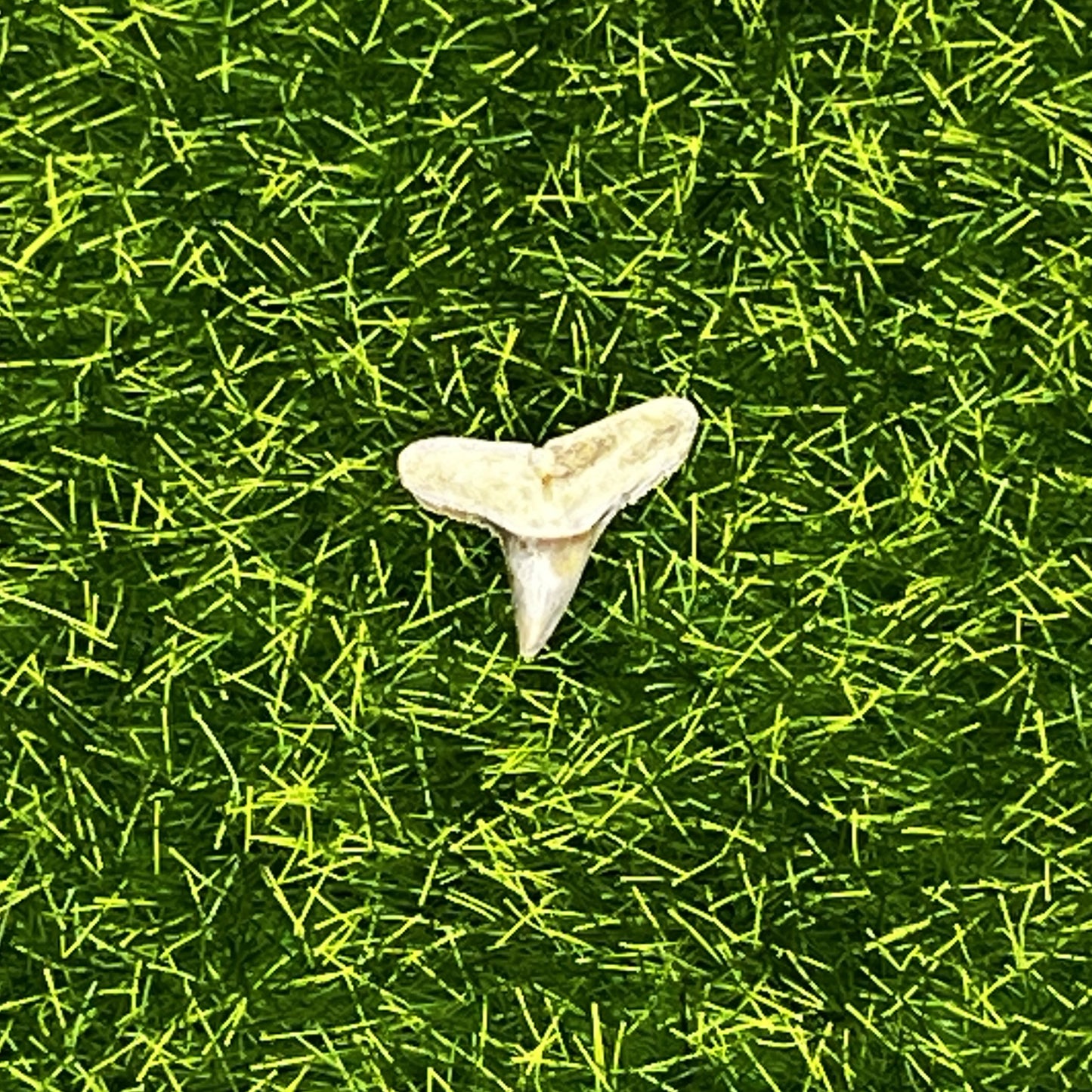 .51" Negaprion Lemon Shark Tooth Fossil