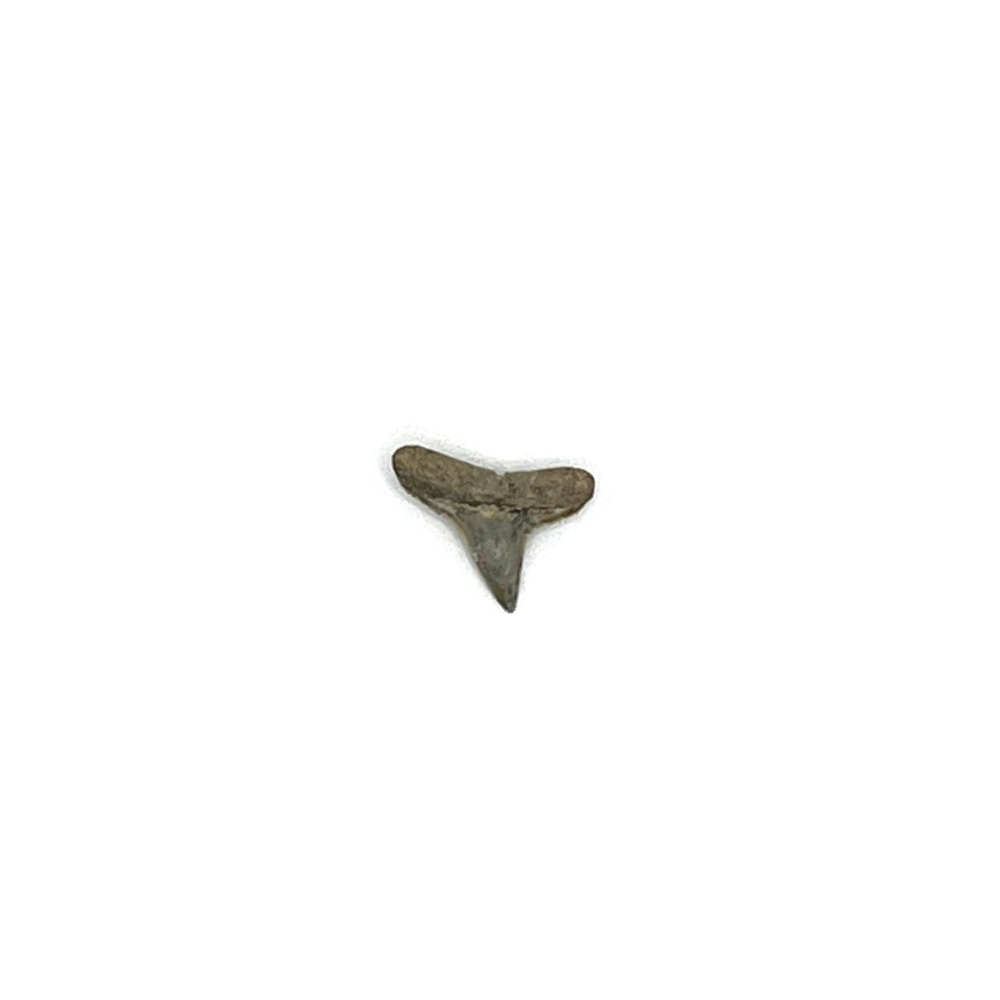 .51" Negaprion Lemon Shark Tooth Fossil