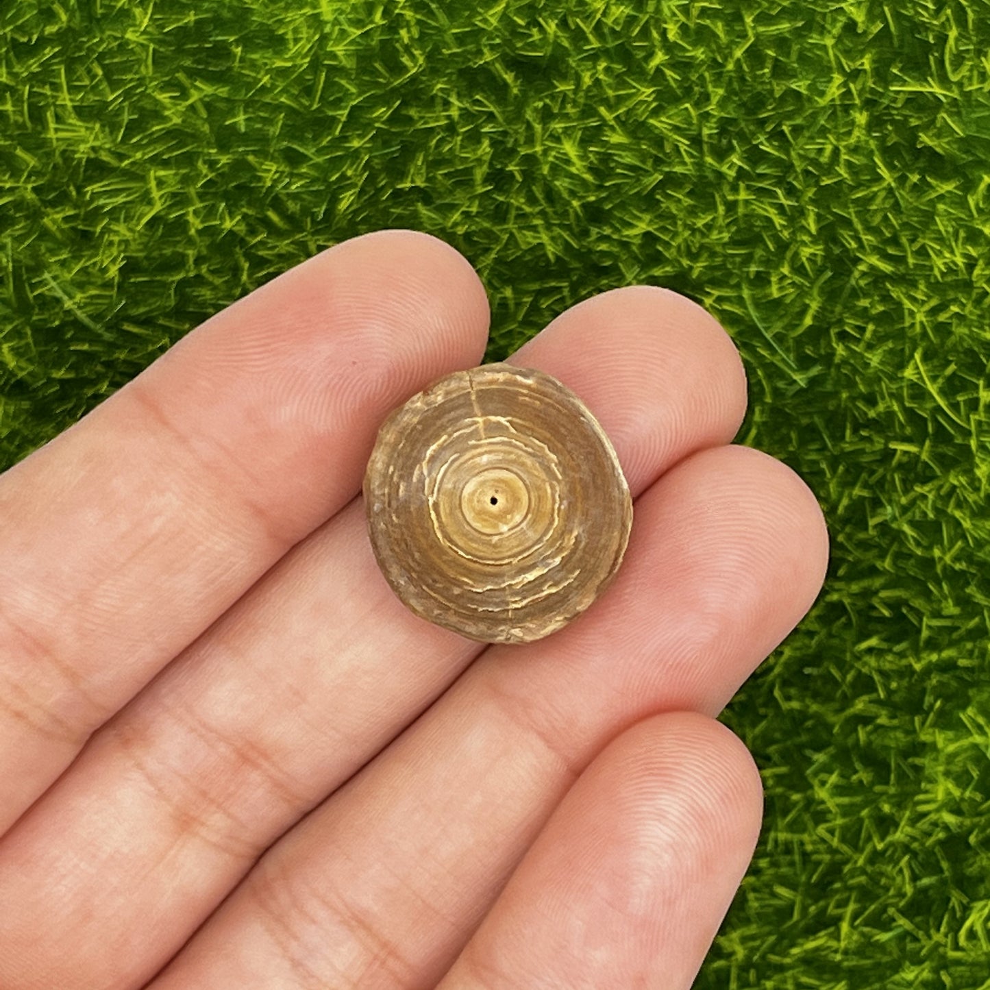 .77" Scyliorhinoid Type Shark Vertebra Fossil