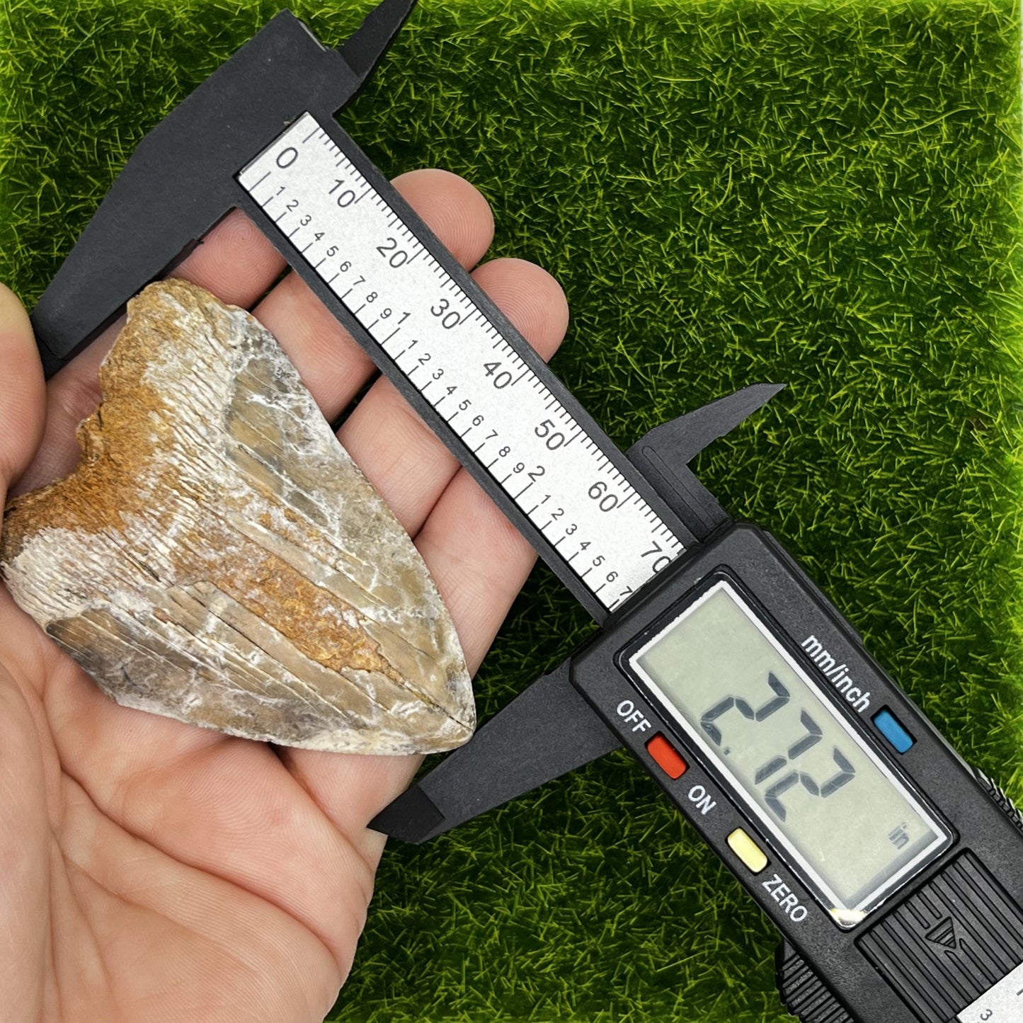 2.72" Extinct Otodus Megalodon/Chubutensis Shark Tooth Fossil