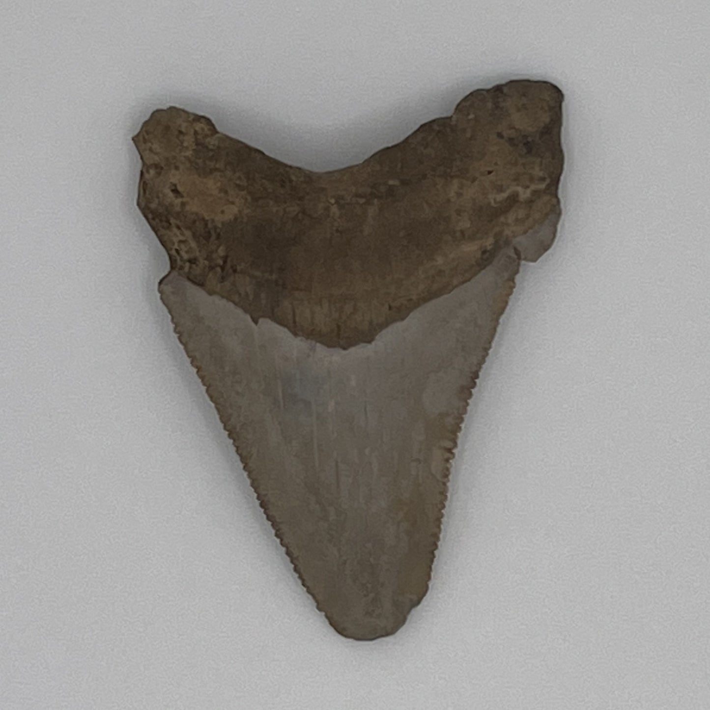 1.82" Extinct Angustidens Shark Tooth