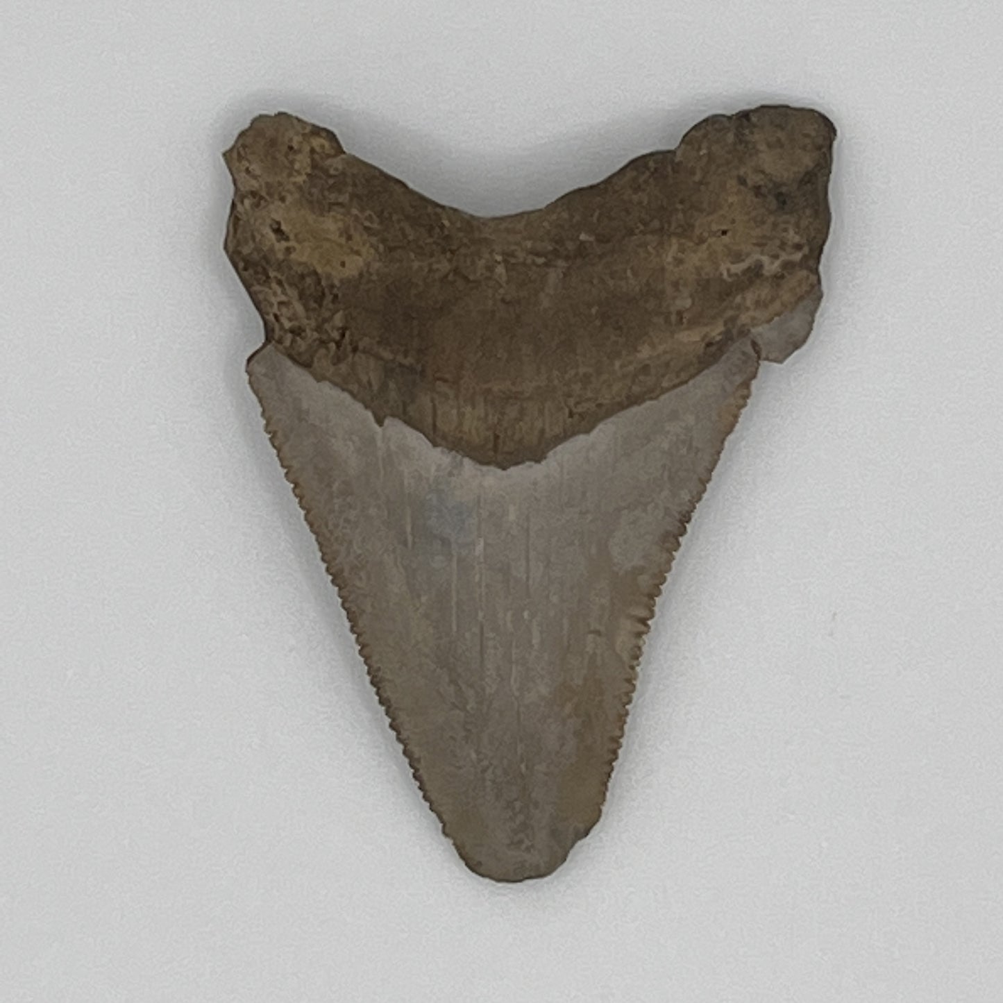 1.82" Extinct Angustidens Shark Tooth