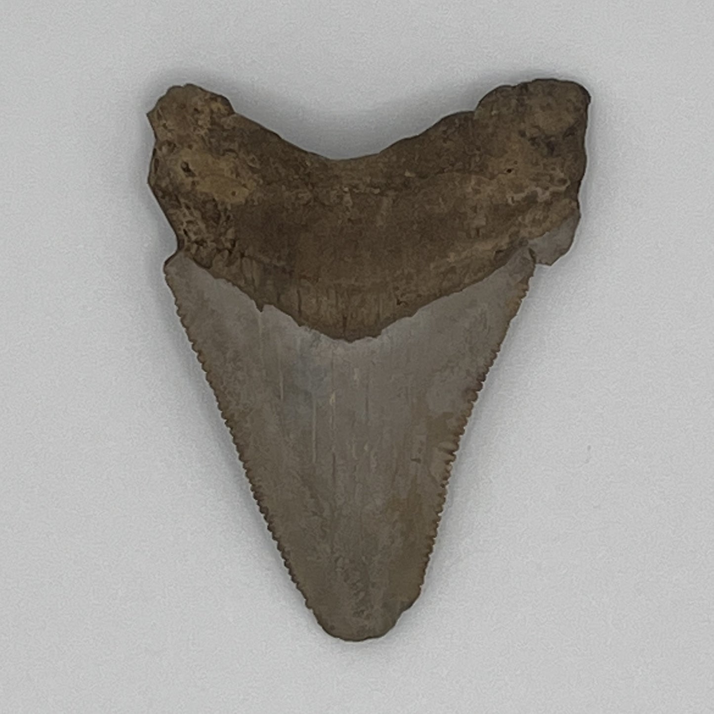 1.82" Extinct Angustidens Shark Tooth
