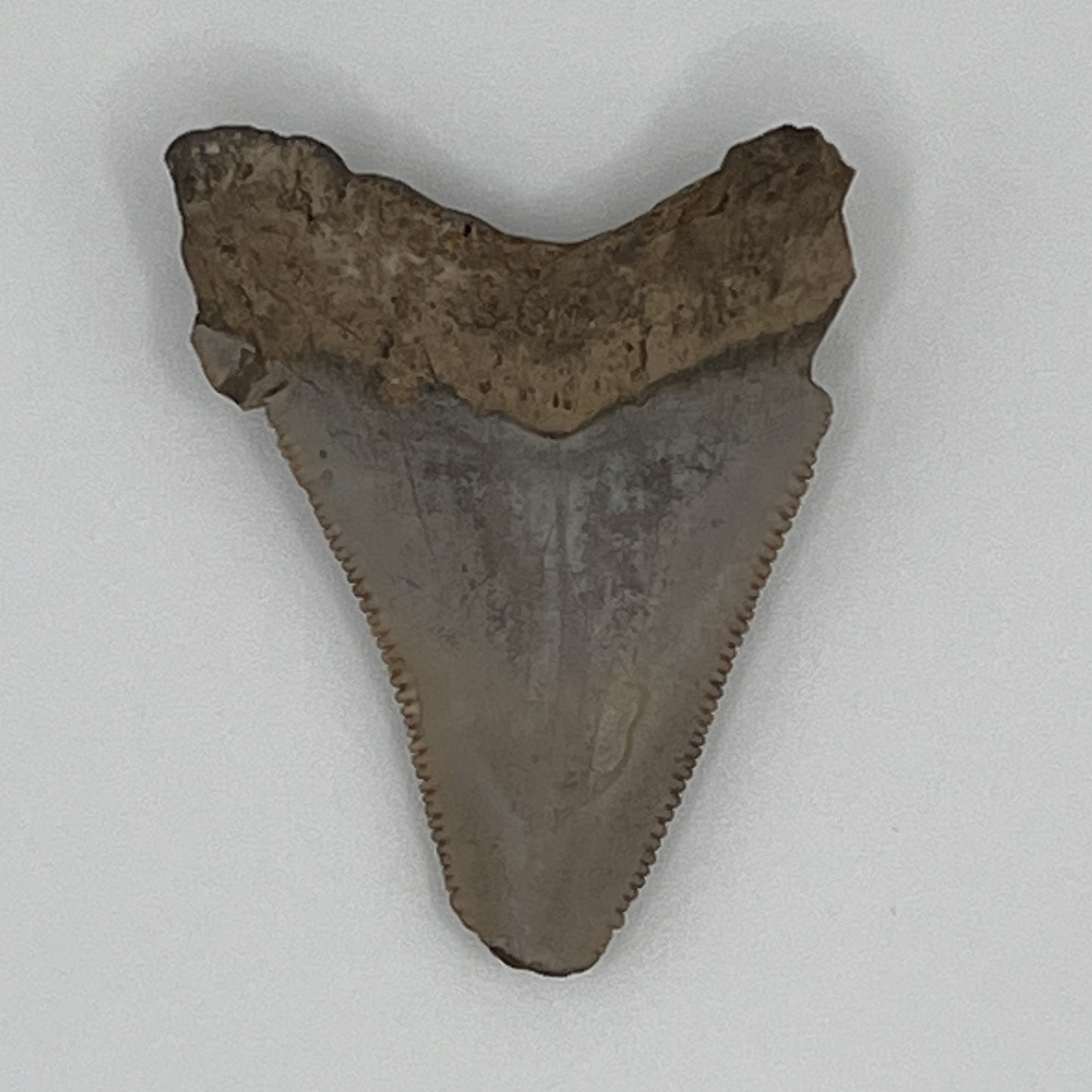 1.82" Extinct Angustidens Shark Tooth