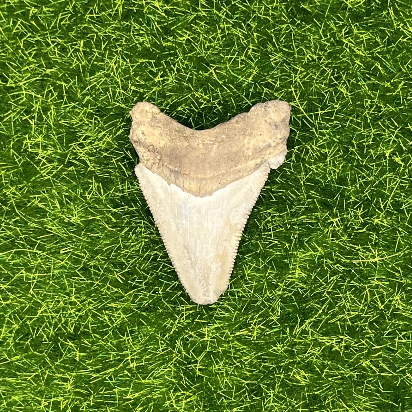 1.82" Extinct Angustidens Shark Tooth