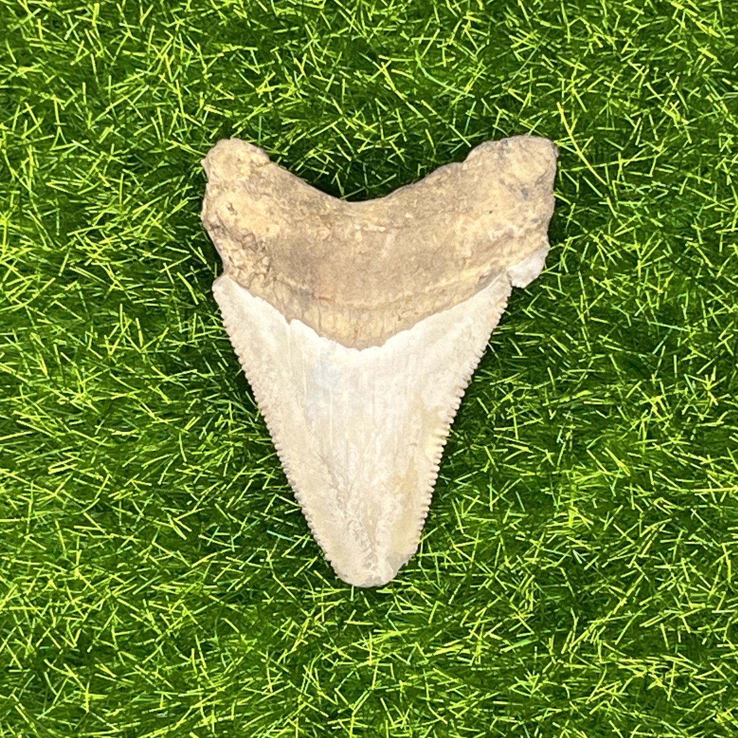 1.82" Extinct Angustidens Shark Tooth