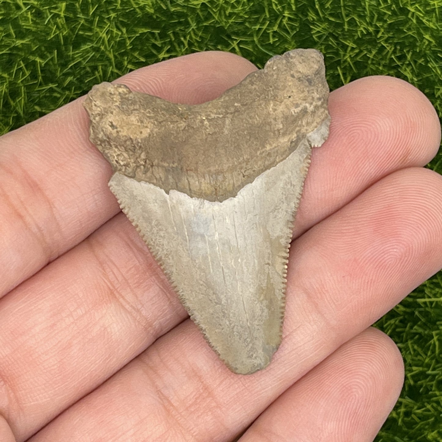 1.82" Extinct Angustidens Shark Tooth