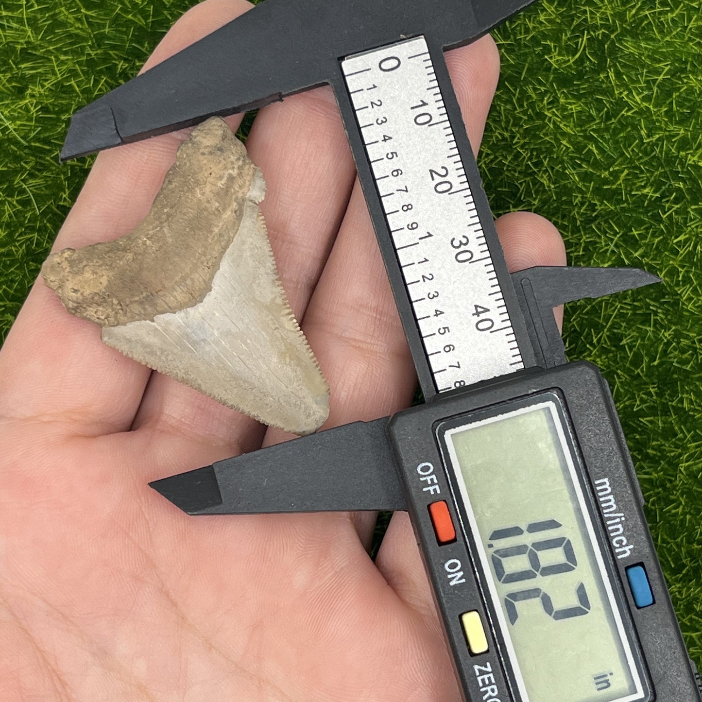 1.82" Extinct Angustidens Shark Tooth