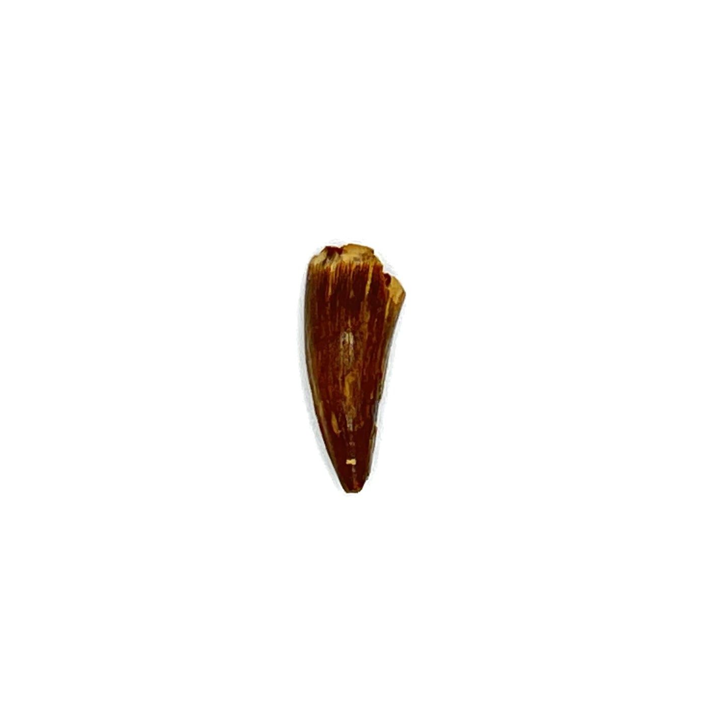 .94" Alligator Tooth Fossil