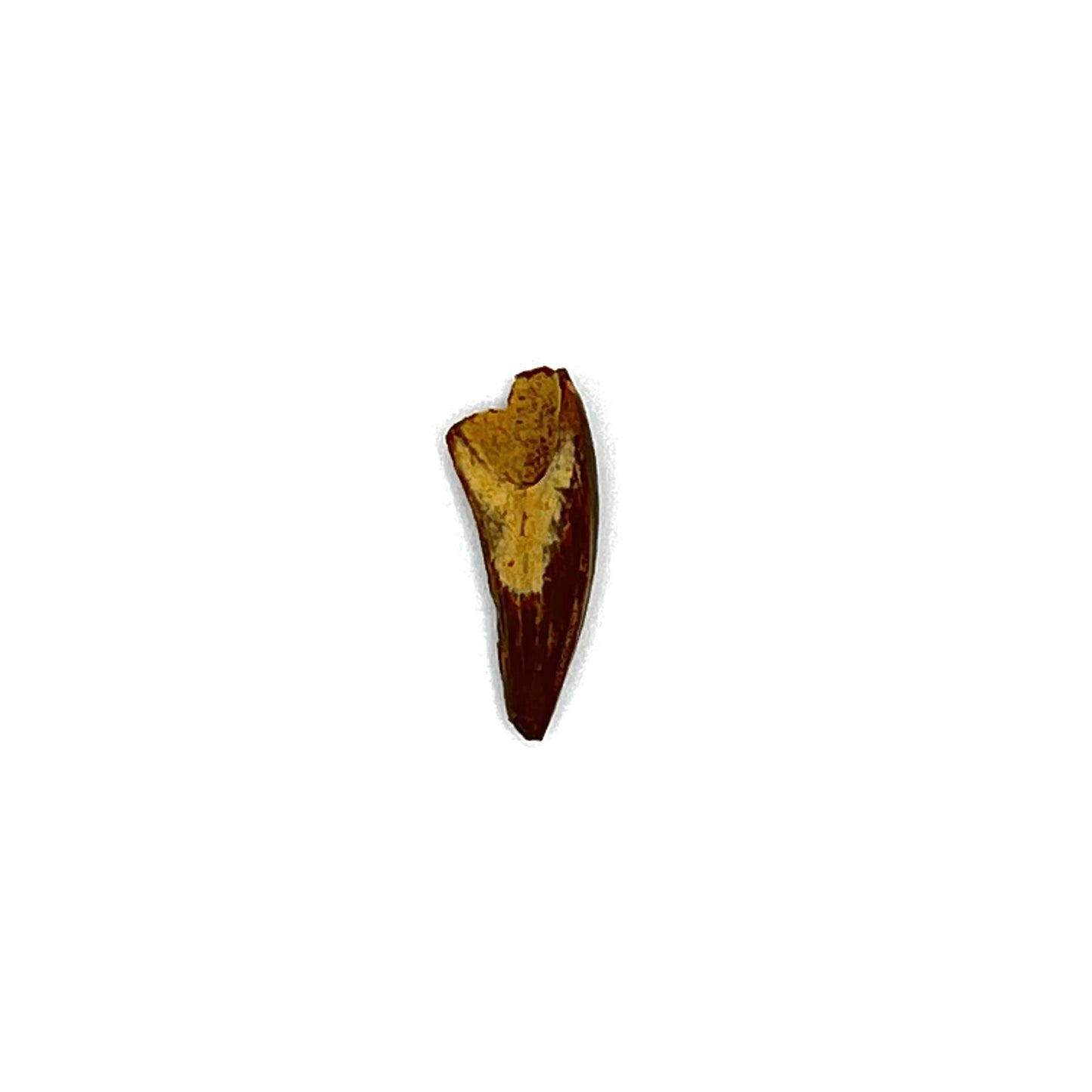 .94" Alligator Tooth Fossil