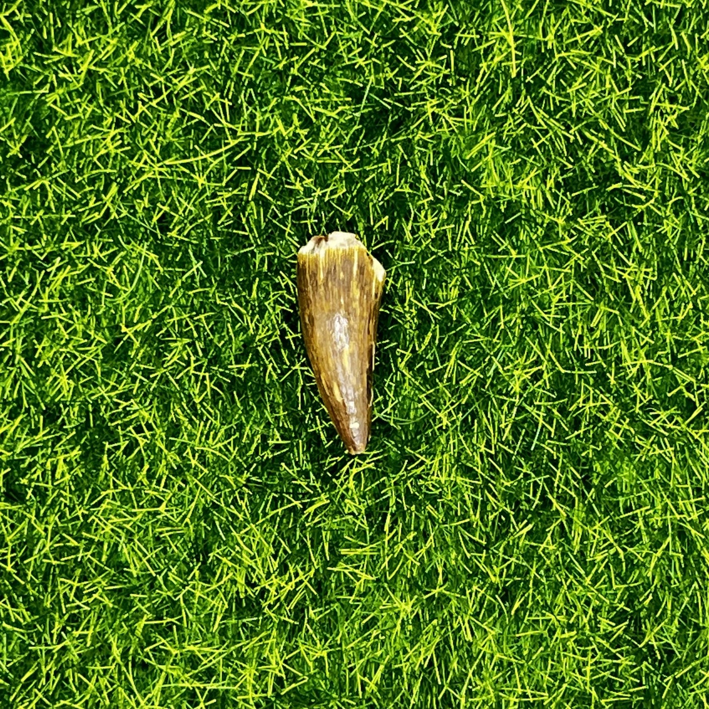 .94" Alligator Tooth Fossil