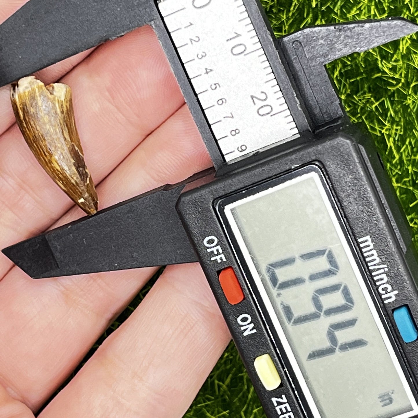 .94" Alligator Tooth Fossil