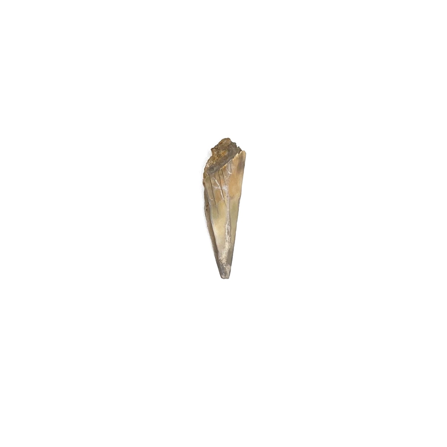 1.49" Mako Shark Tooth Enamel Fossil