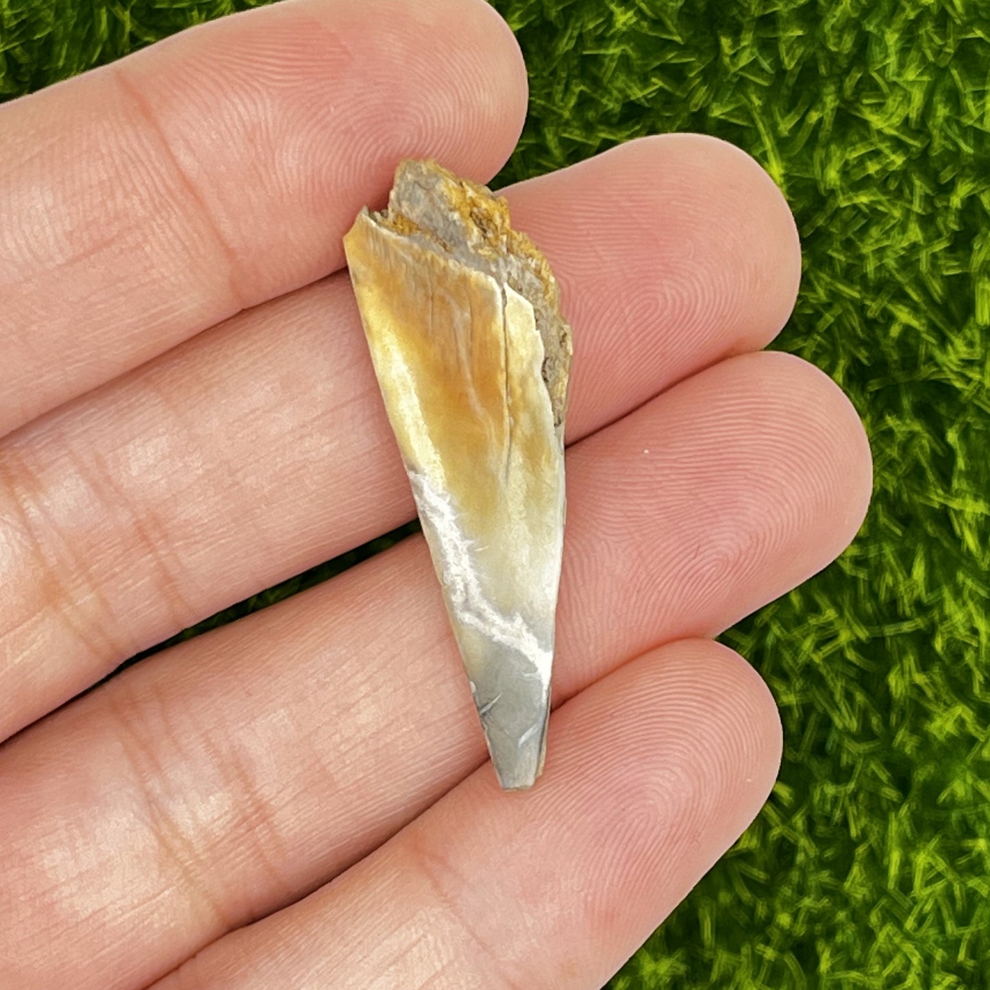 1.49" Mako Shark Tooth Enamel Fossil