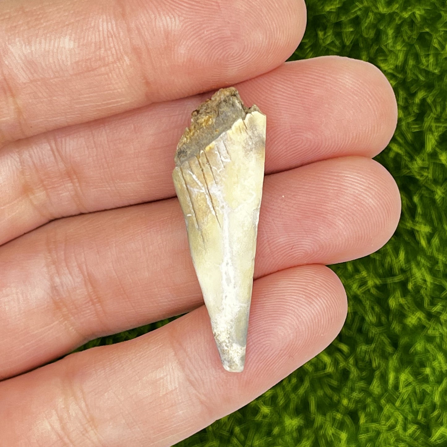 1.49" Mako Shark Tooth Enamel Fossil