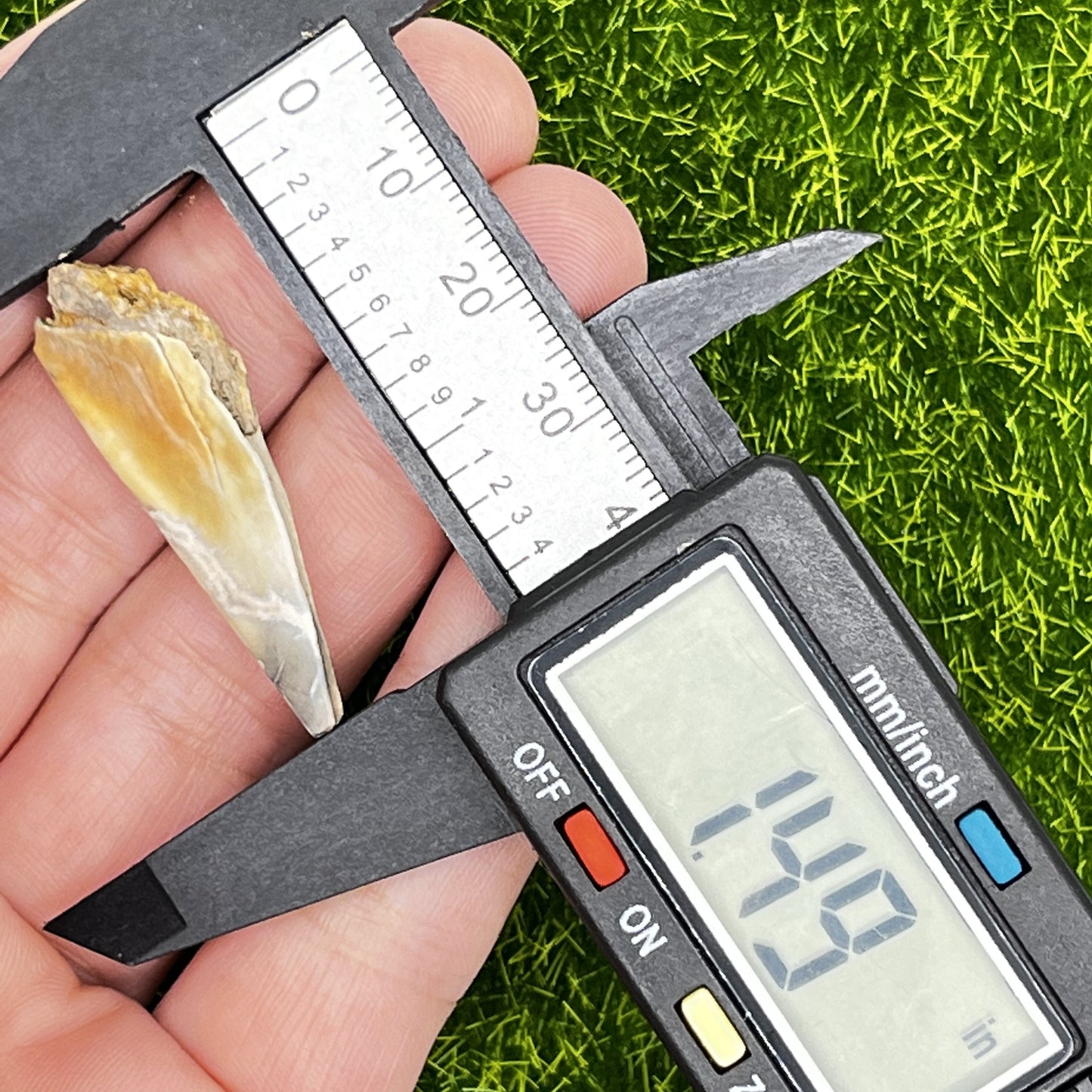 1.49" Mako Shark Tooth Enamel Fossil