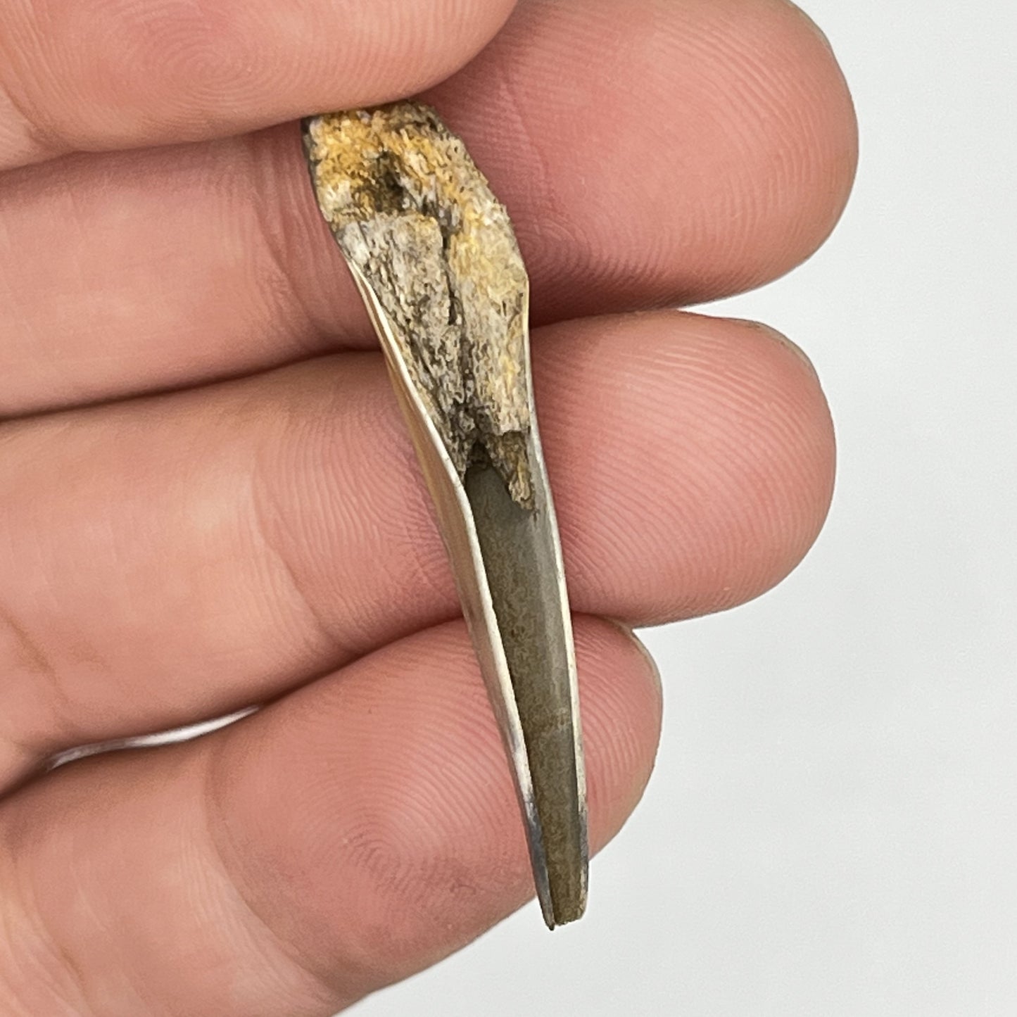 1.49" Mako Shark Tooth Enamel Fossil