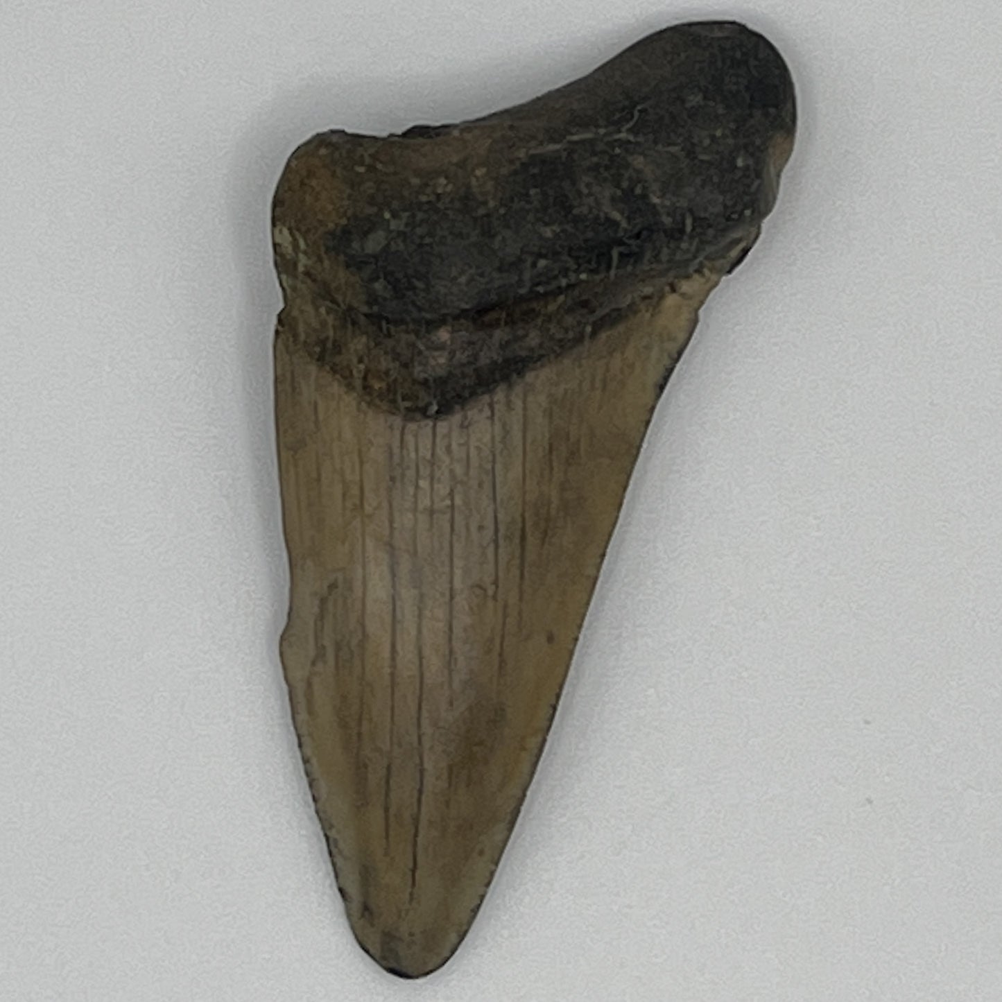 2.11" Extinct Angustidens/Megalodon Shark Tooth