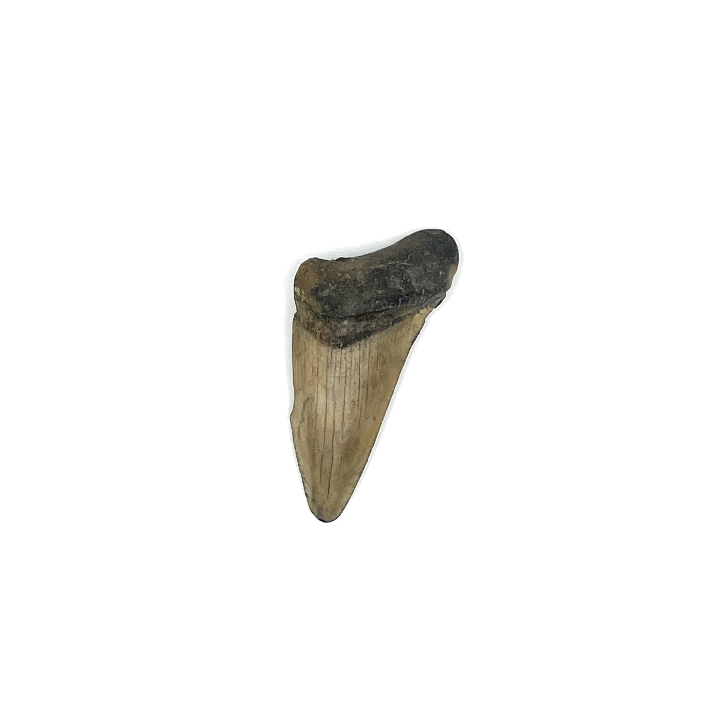 2.11" Extinct Angustidens/Megalodon Shark Tooth