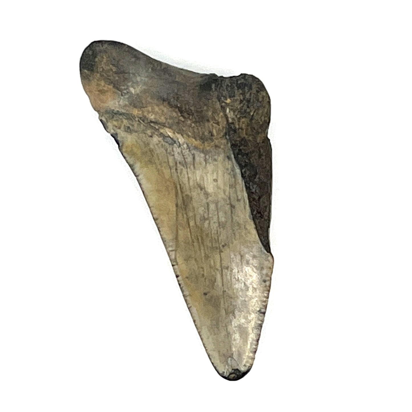 2.11" Extinct Angustidens/Megalodon Shark Tooth