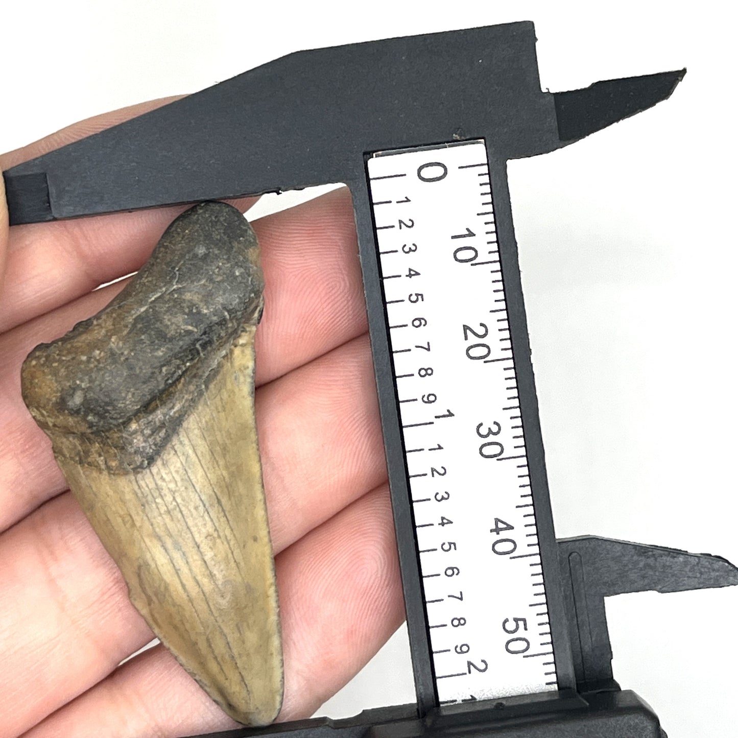 2.11" Extinct Angustidens/Megalodon Shark Tooth