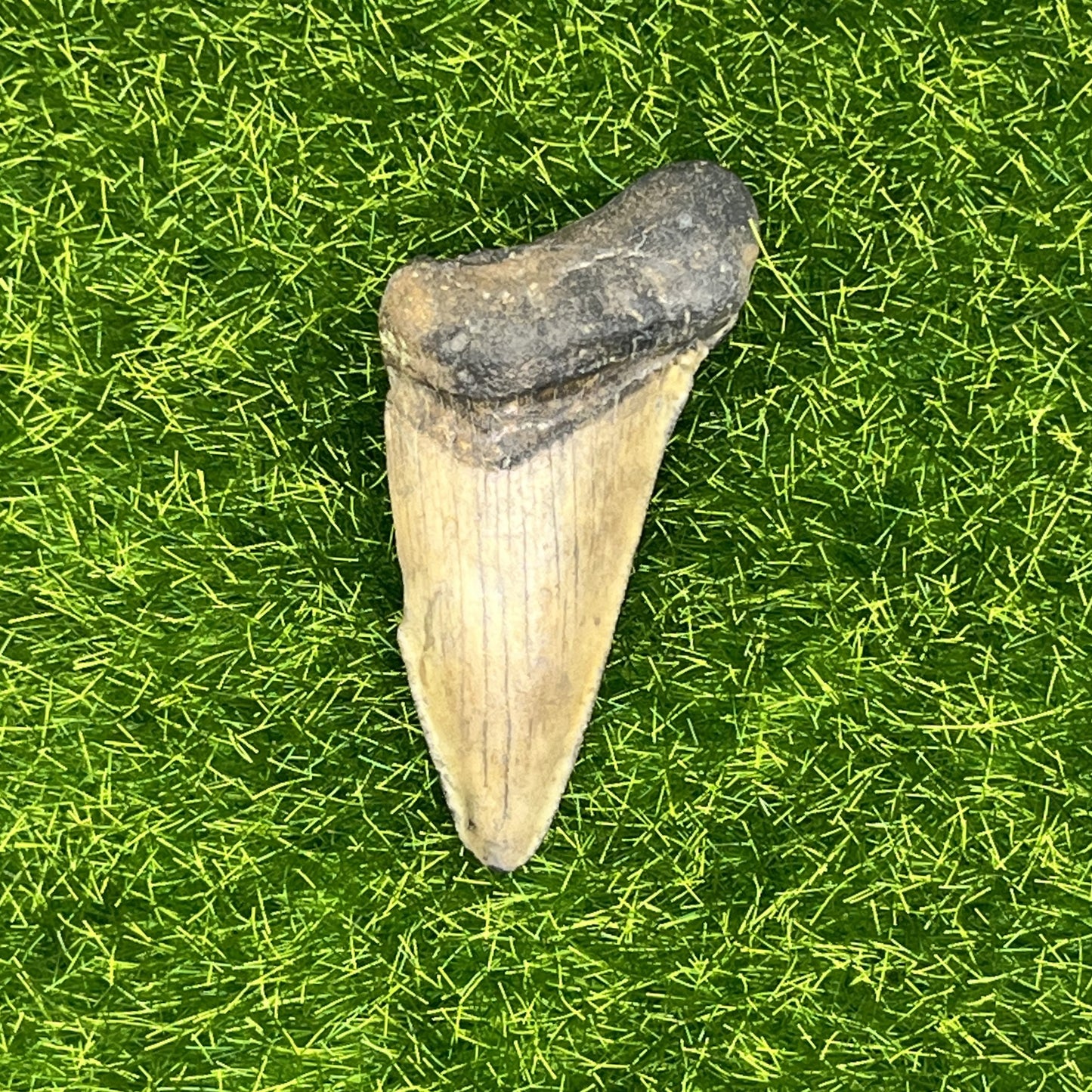 2.11" Extinct Angustidens/Megalodon Shark Tooth