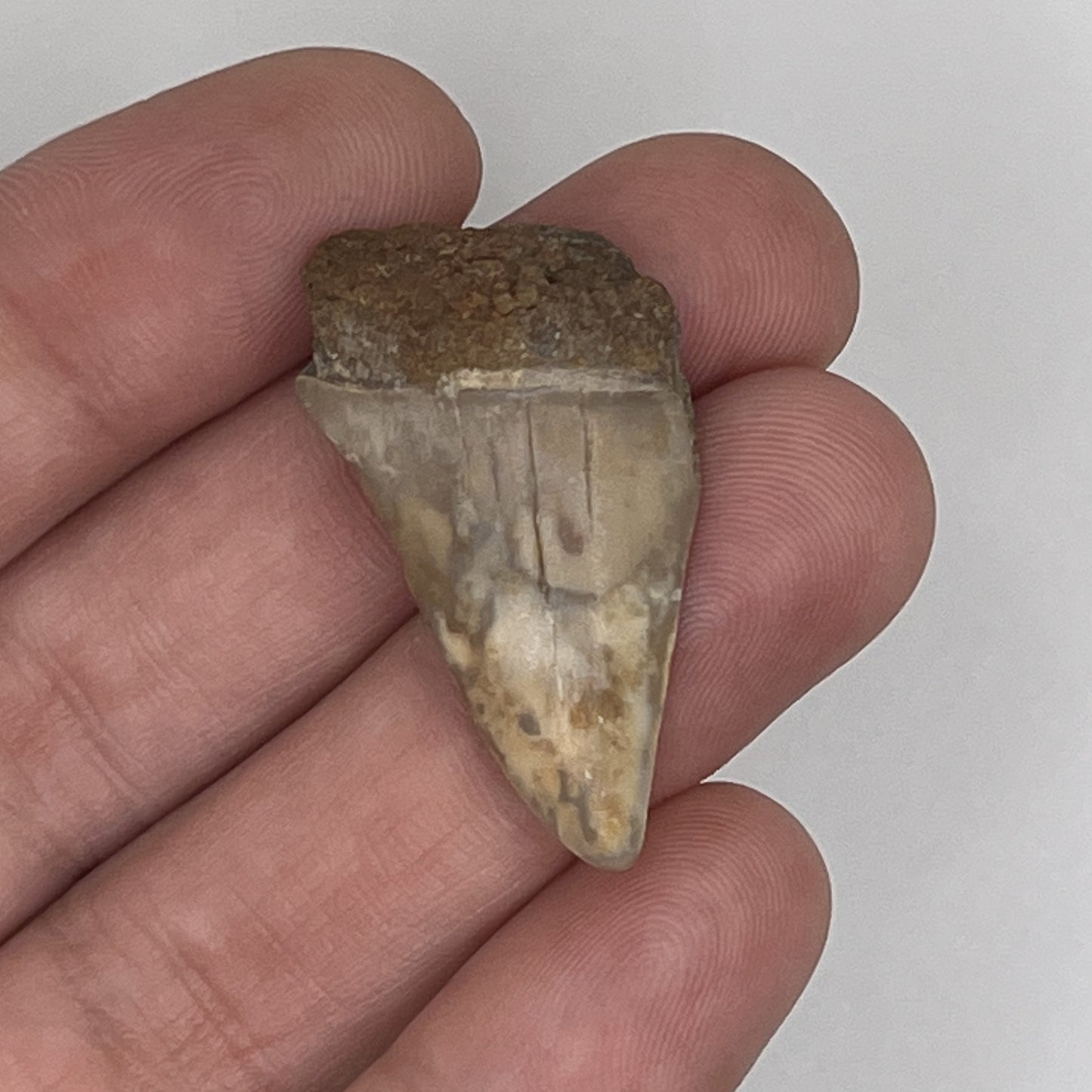 1.36" Mako Shark Tooth Fossil