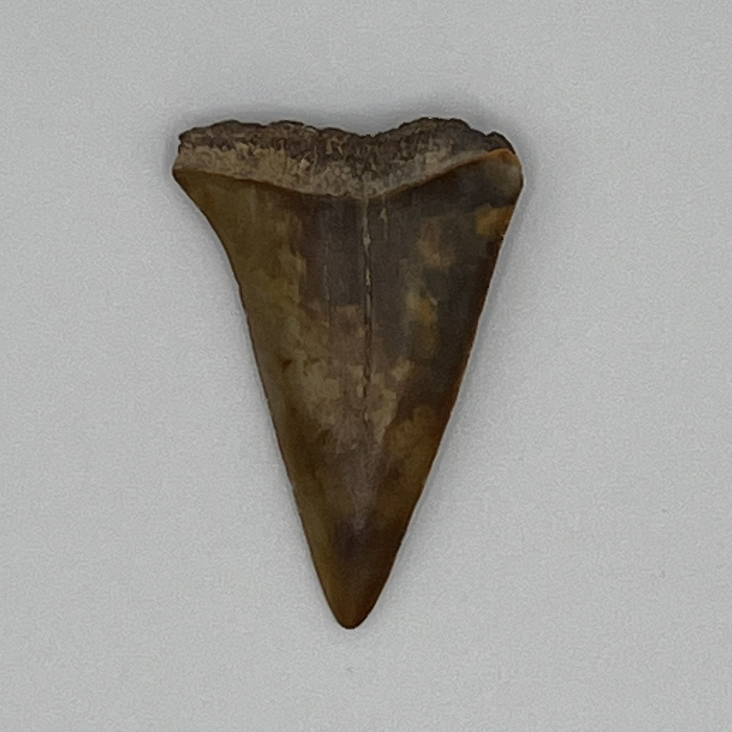 1.36" Mako Shark Tooth Fossil