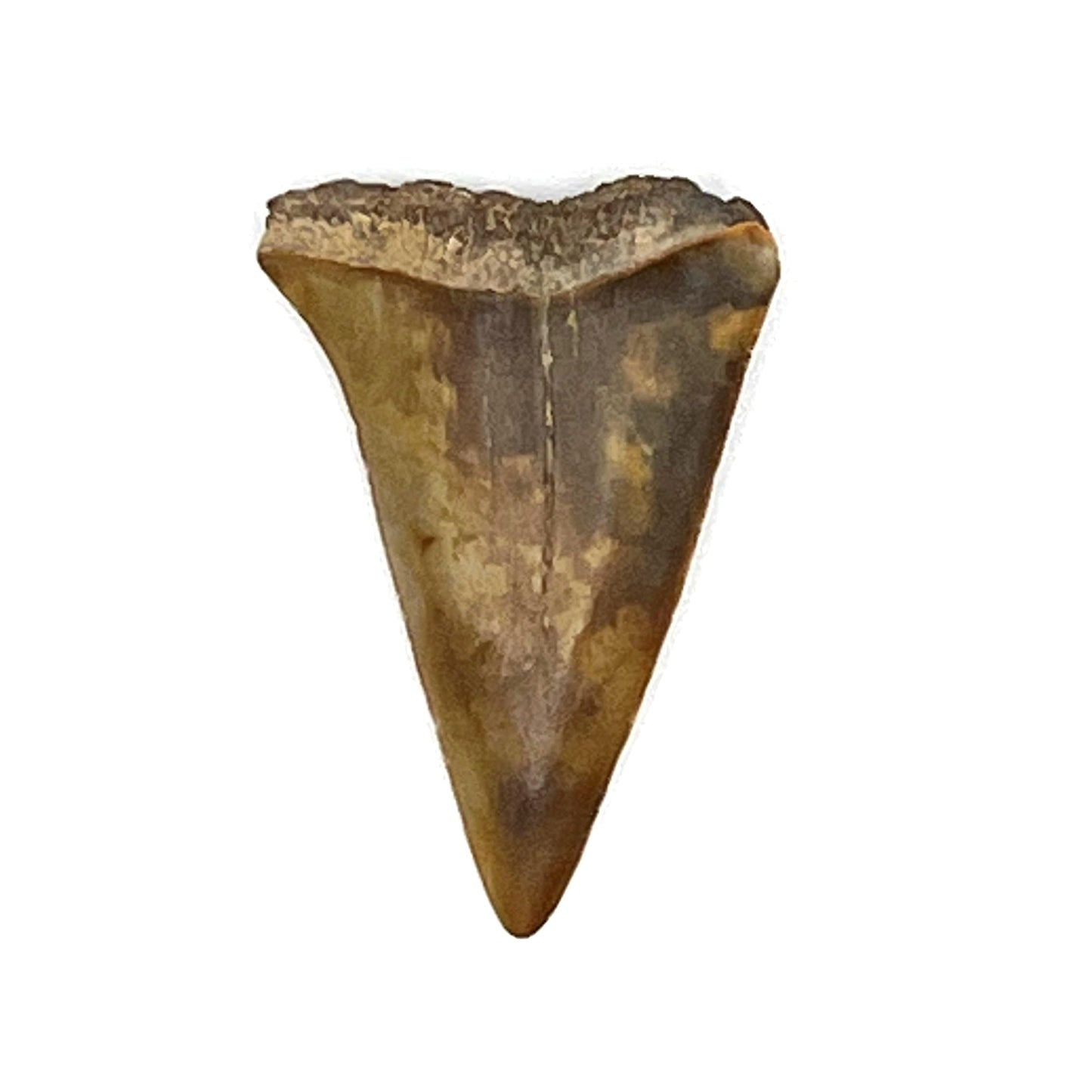 1.36" Mako Shark Tooth Fossil