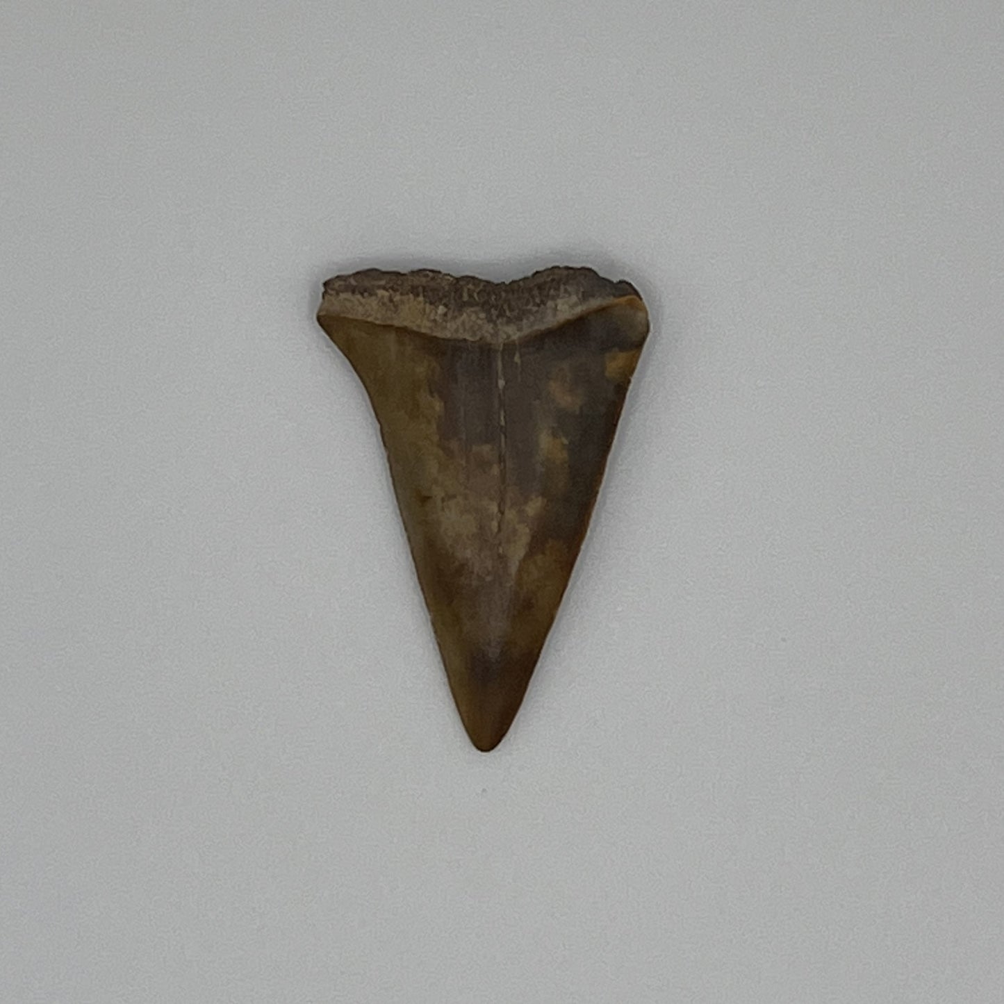 1.36" Mako Shark Tooth Fossil