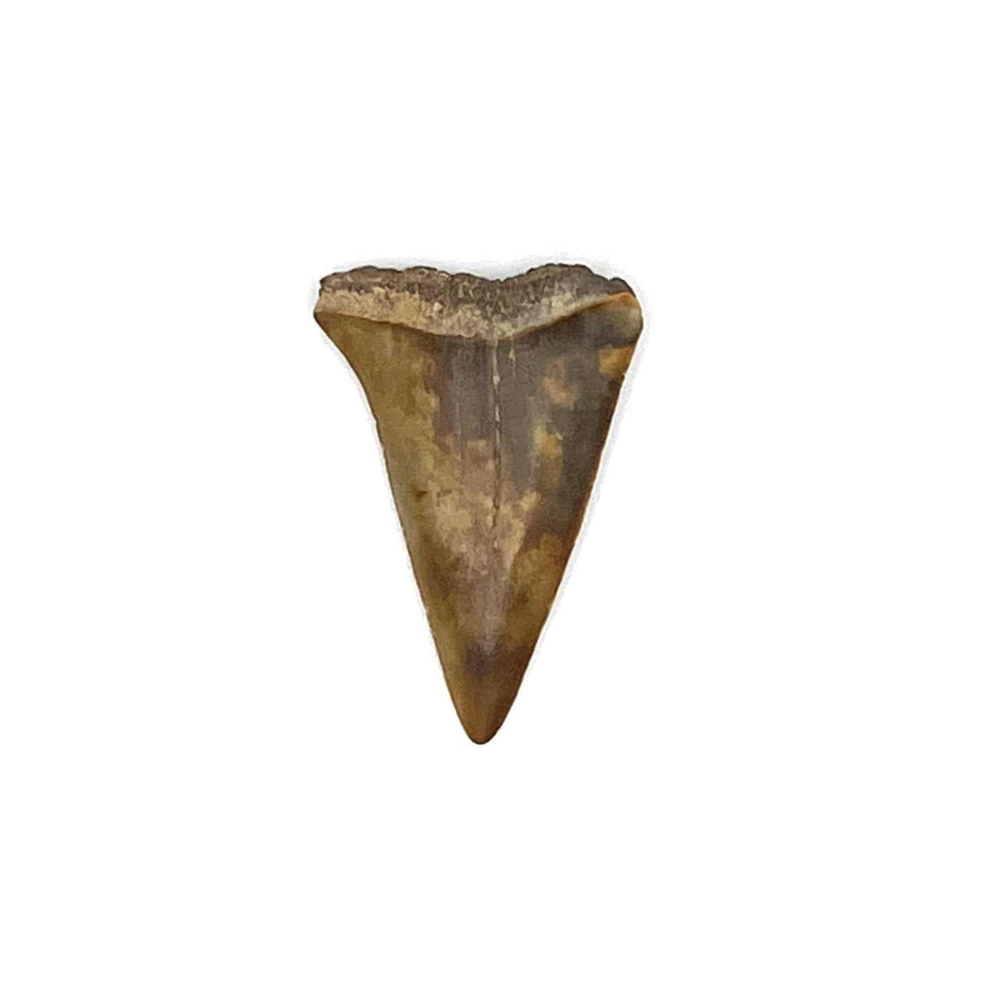 1.36" Mako Shark Tooth Fossil