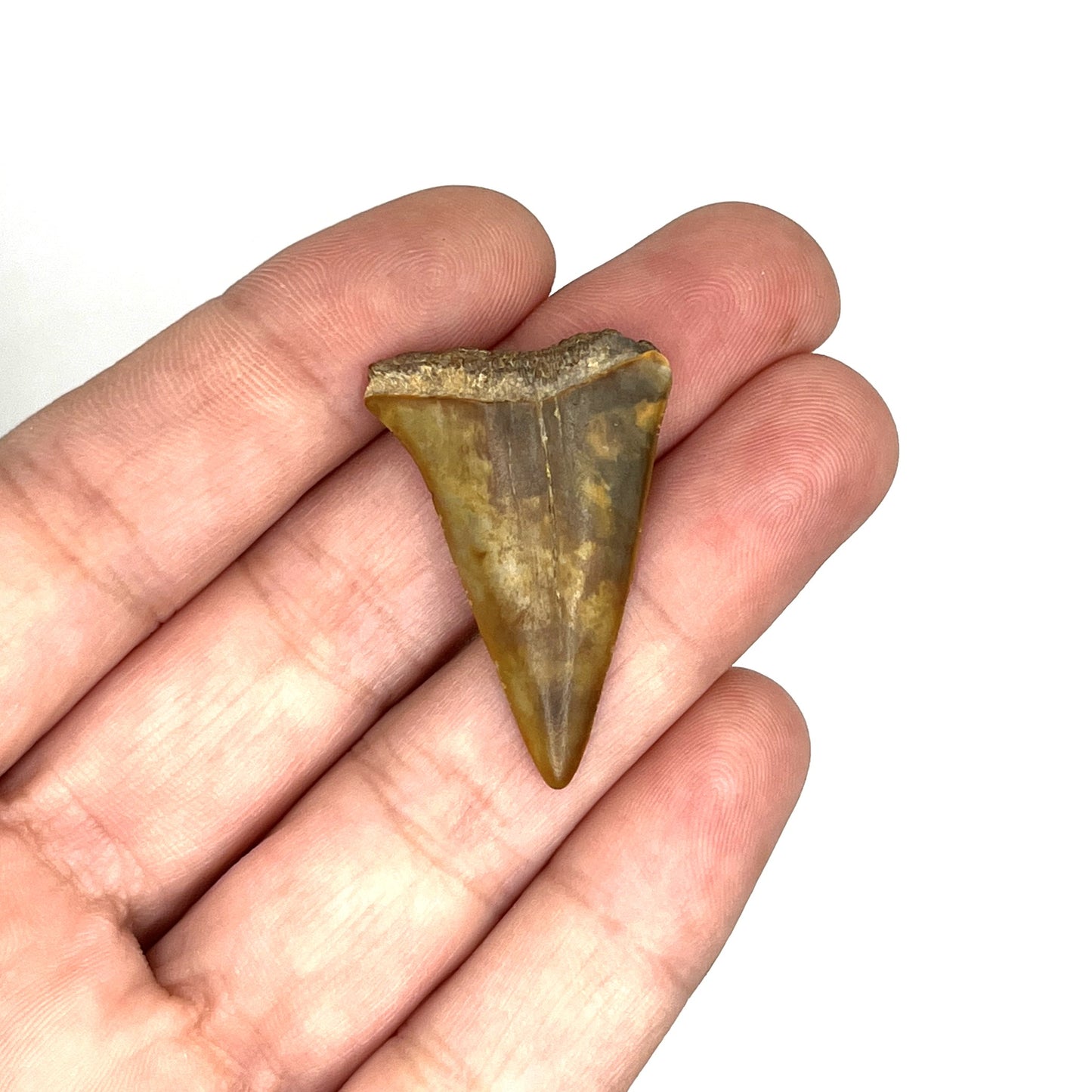 1.36" Mako Shark Tooth Fossil