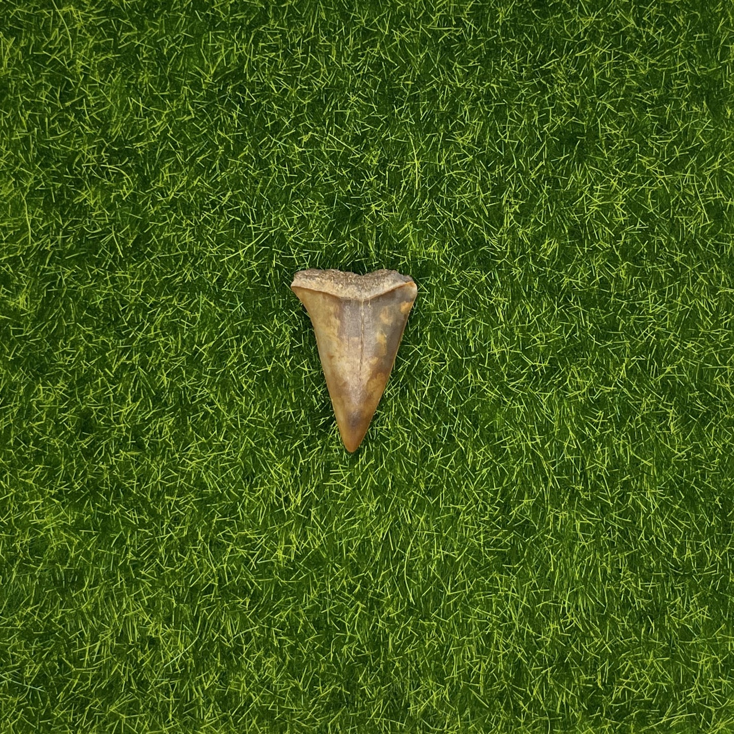 1.36" Mako Shark Tooth Fossil