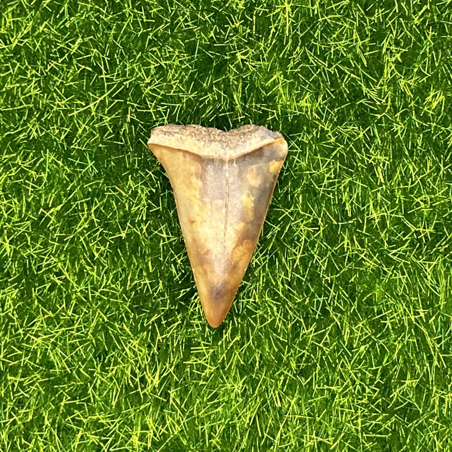1.36" Mako Shark Tooth Fossil