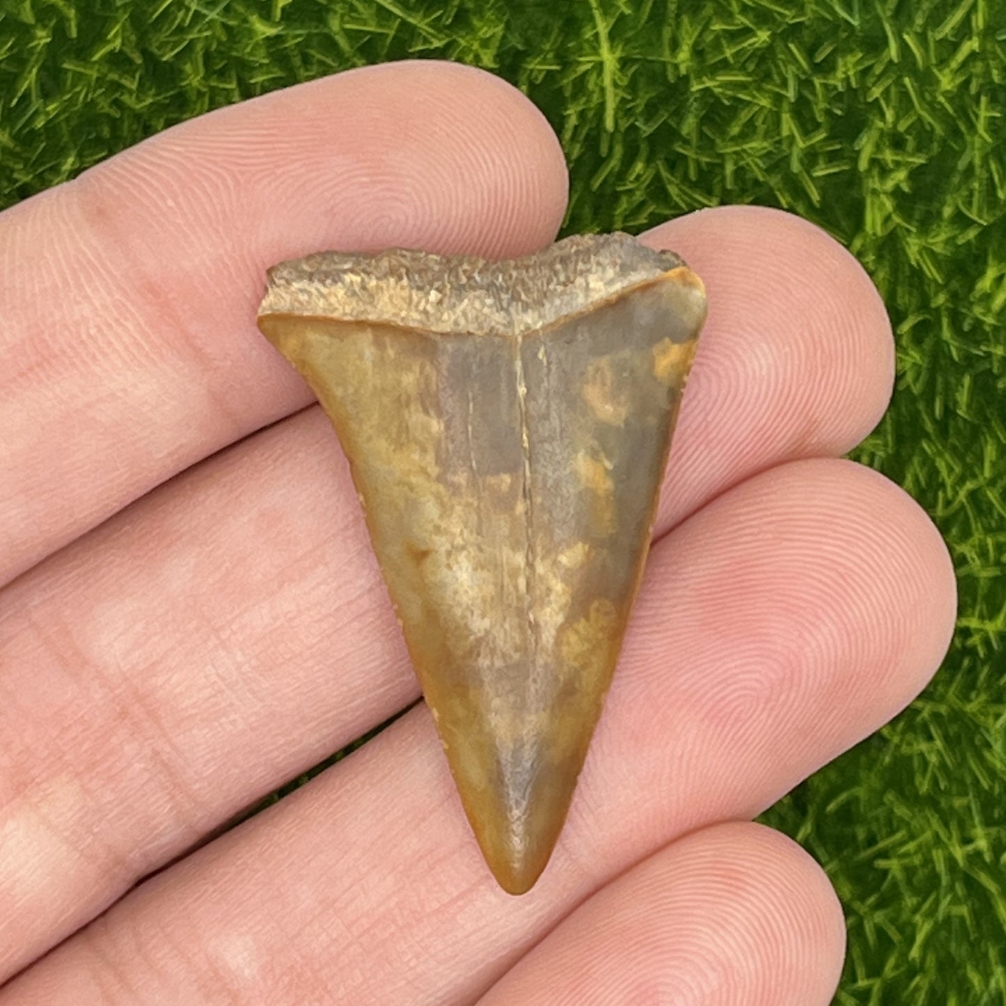1.36" Mako Shark Tooth Fossil
