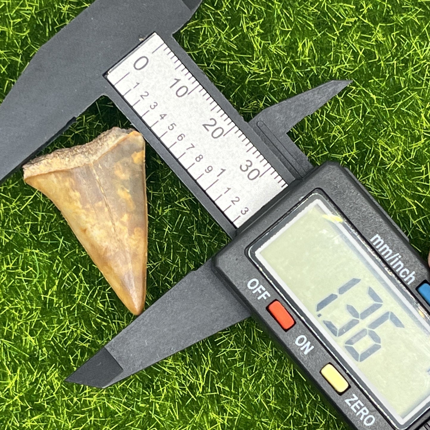 1.36" Mako Shark Tooth Fossil