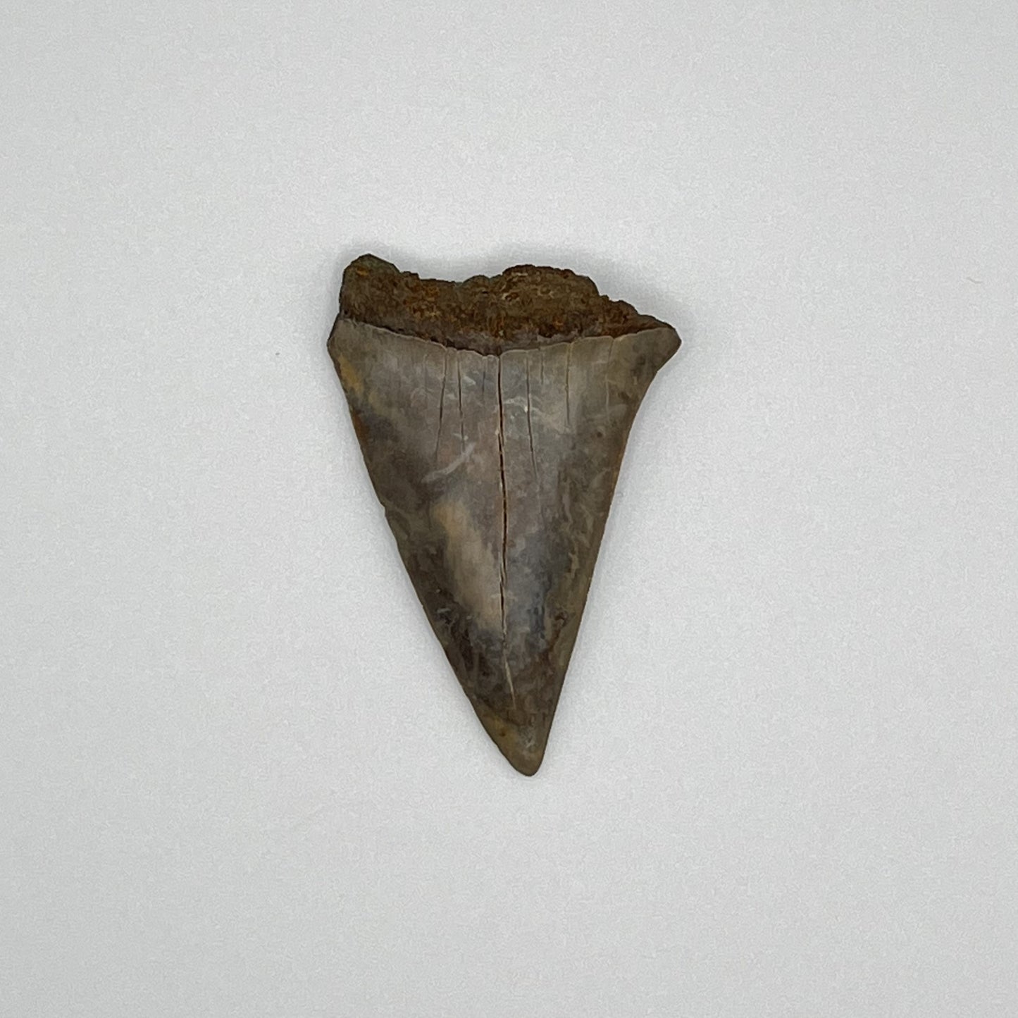 1.90" Mako Shark Tooth Fossil